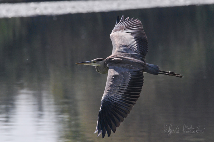 Nikon D300S sample photo. Gliding photography