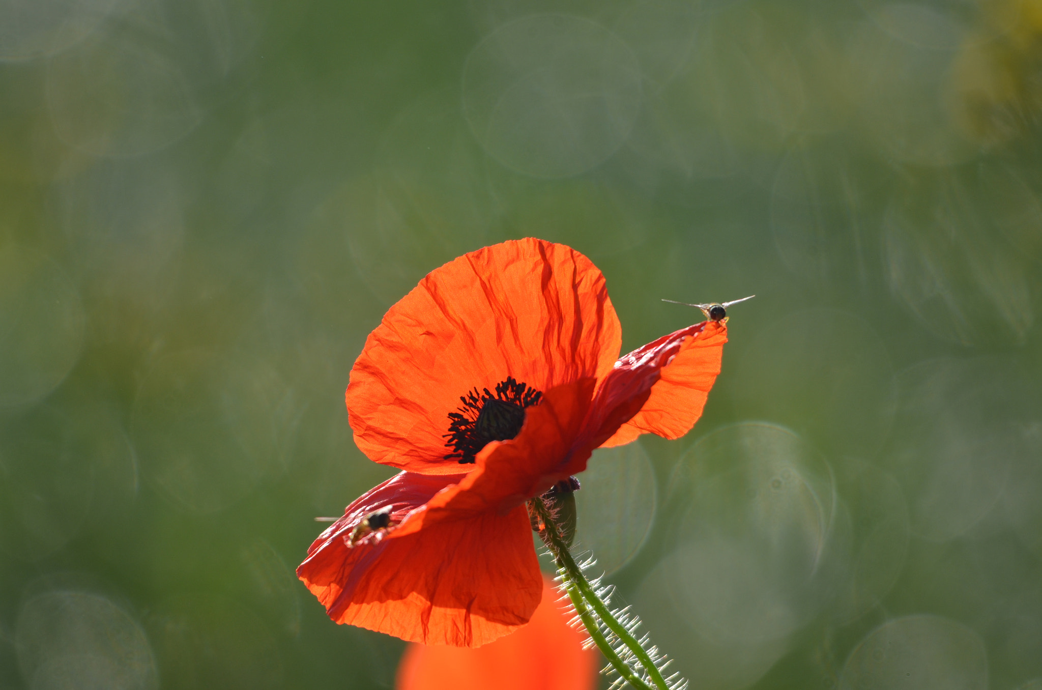 Sigma 150-500mm F5-6.3 DG OS HSM sample photo. Memories of summer photography