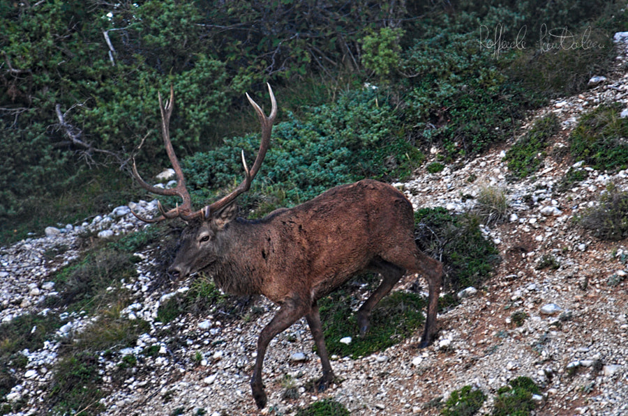 Nikon AF-S Nikkor 200-500mm F5.6E ED VR sample photo. Deer photography