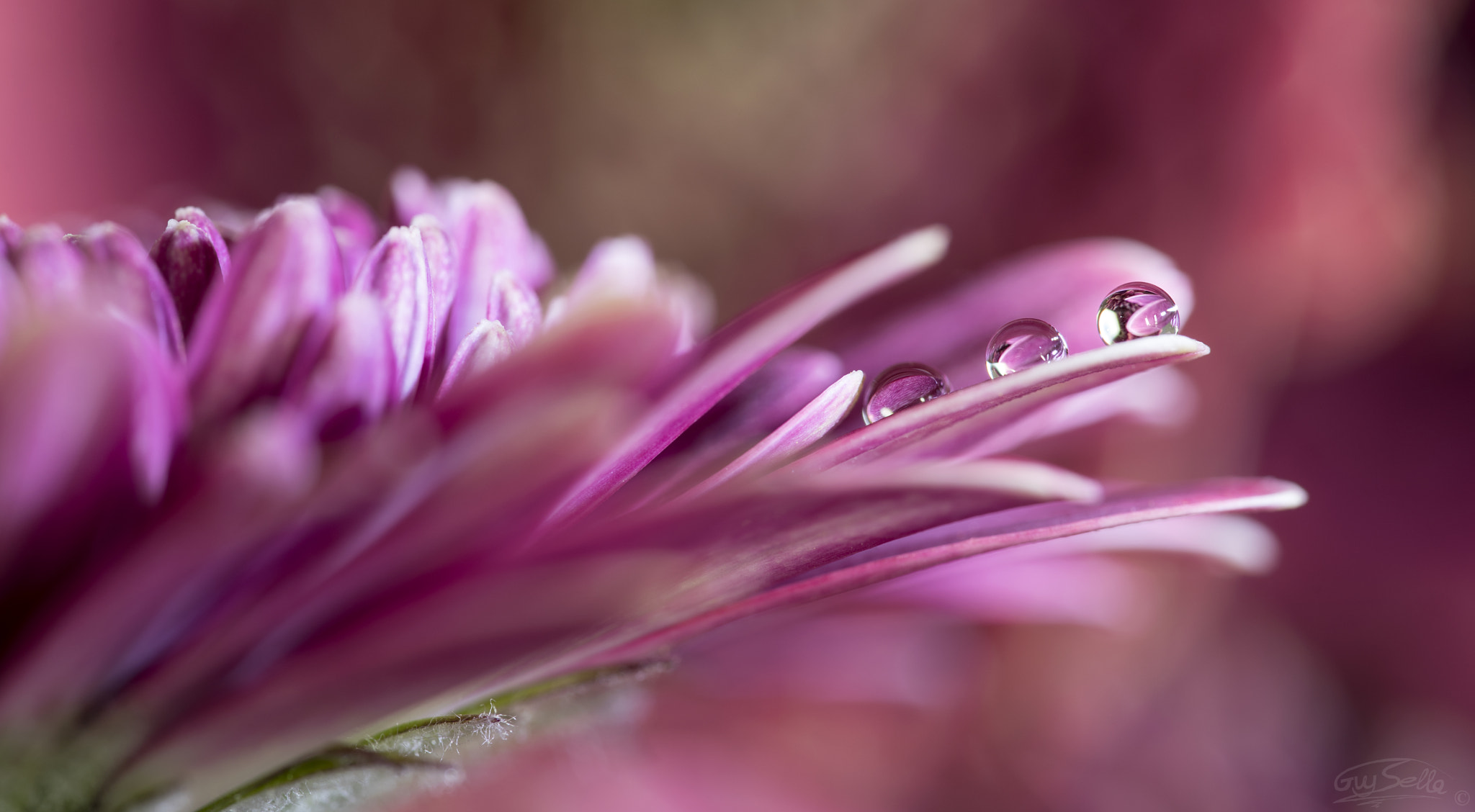 Sigma 105mm F2.8 EX DG OS HSM sample photo. The three photography