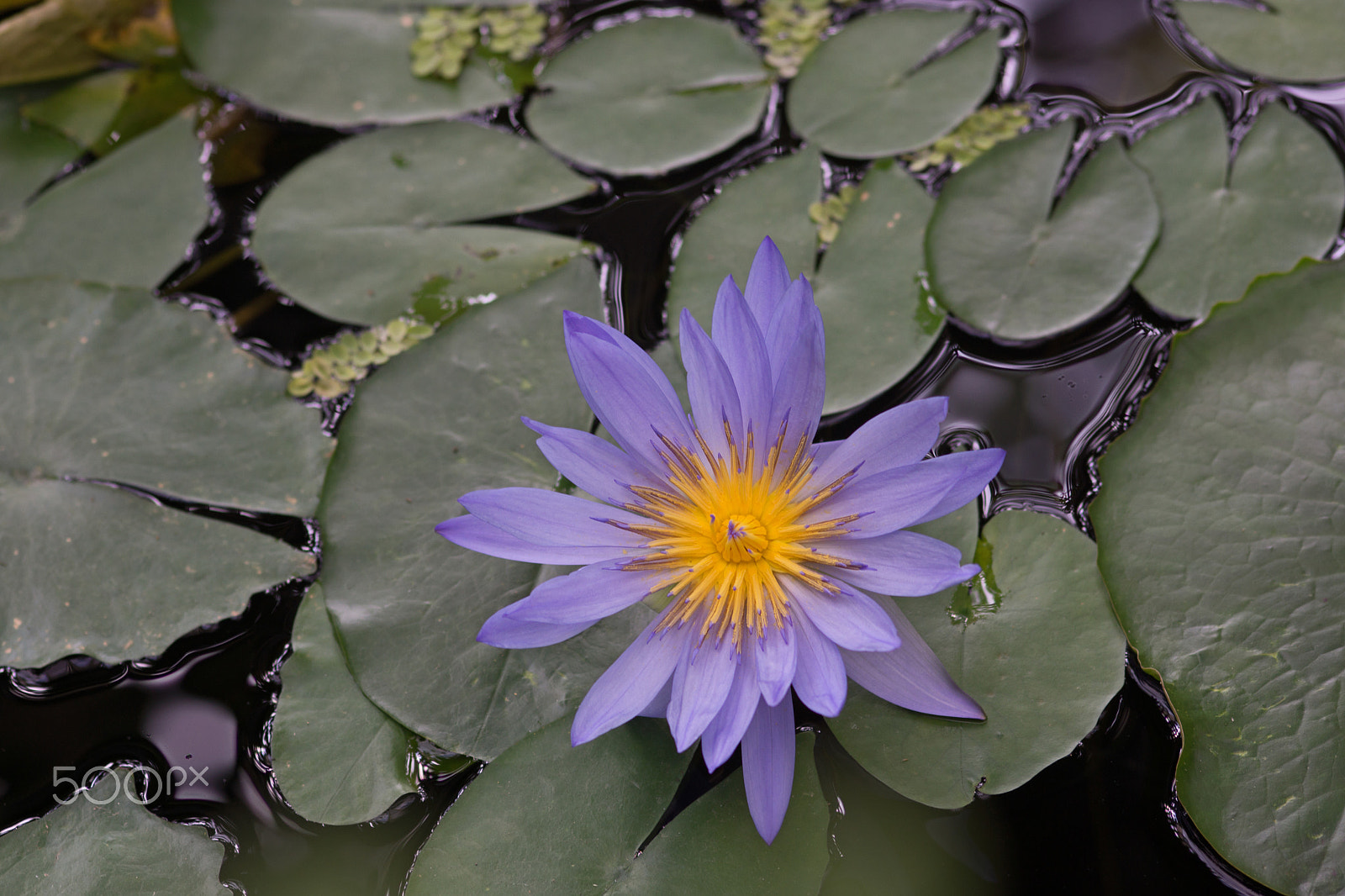 Sony SLT-A65 (SLT-A65V) sample photo. Lotus flower photography