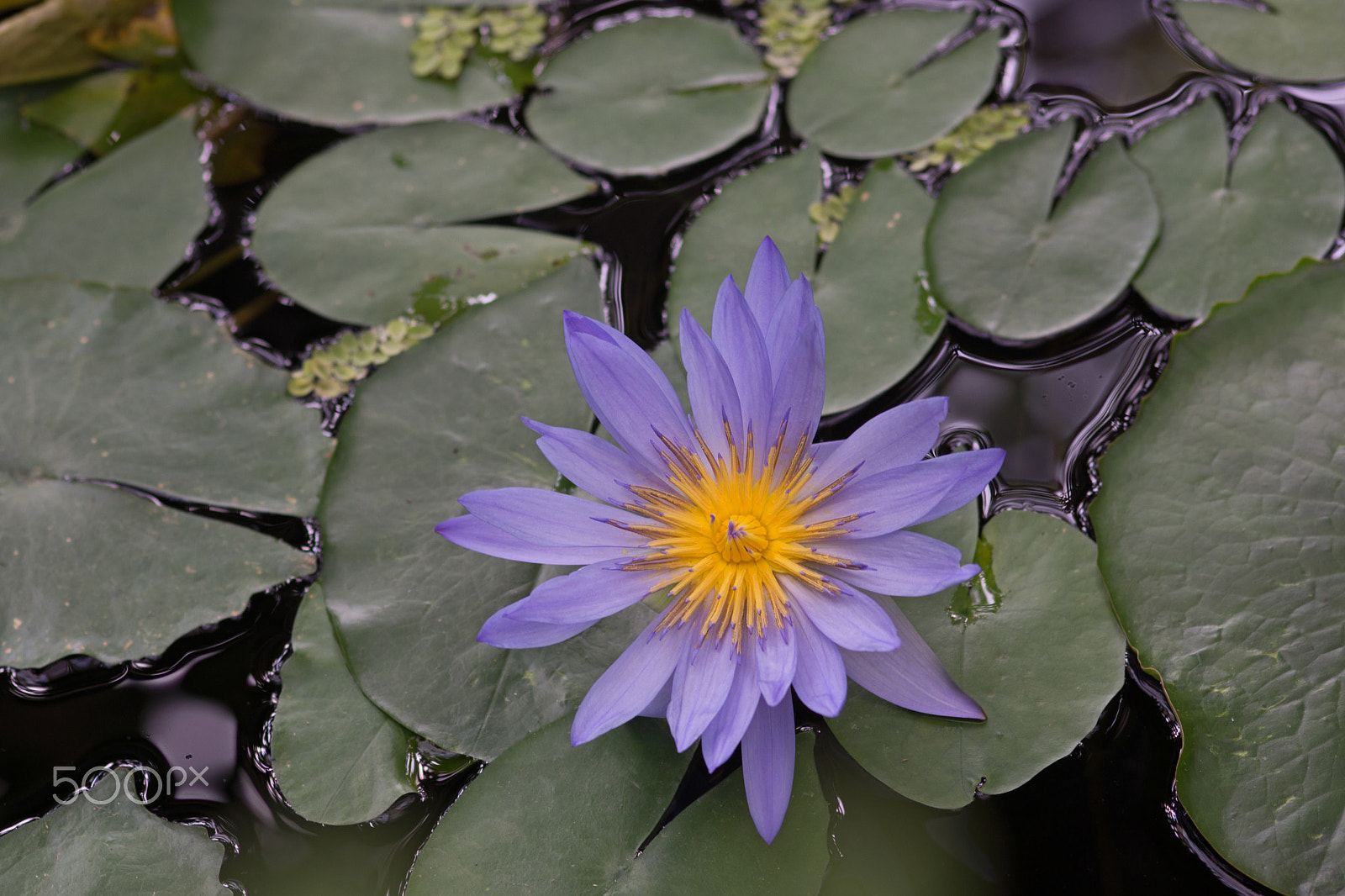 Sony SLT-A65 (SLT-A65V) + Sigma 30mm F1.4 EX DC HSM sample photo. Lotus flower photography