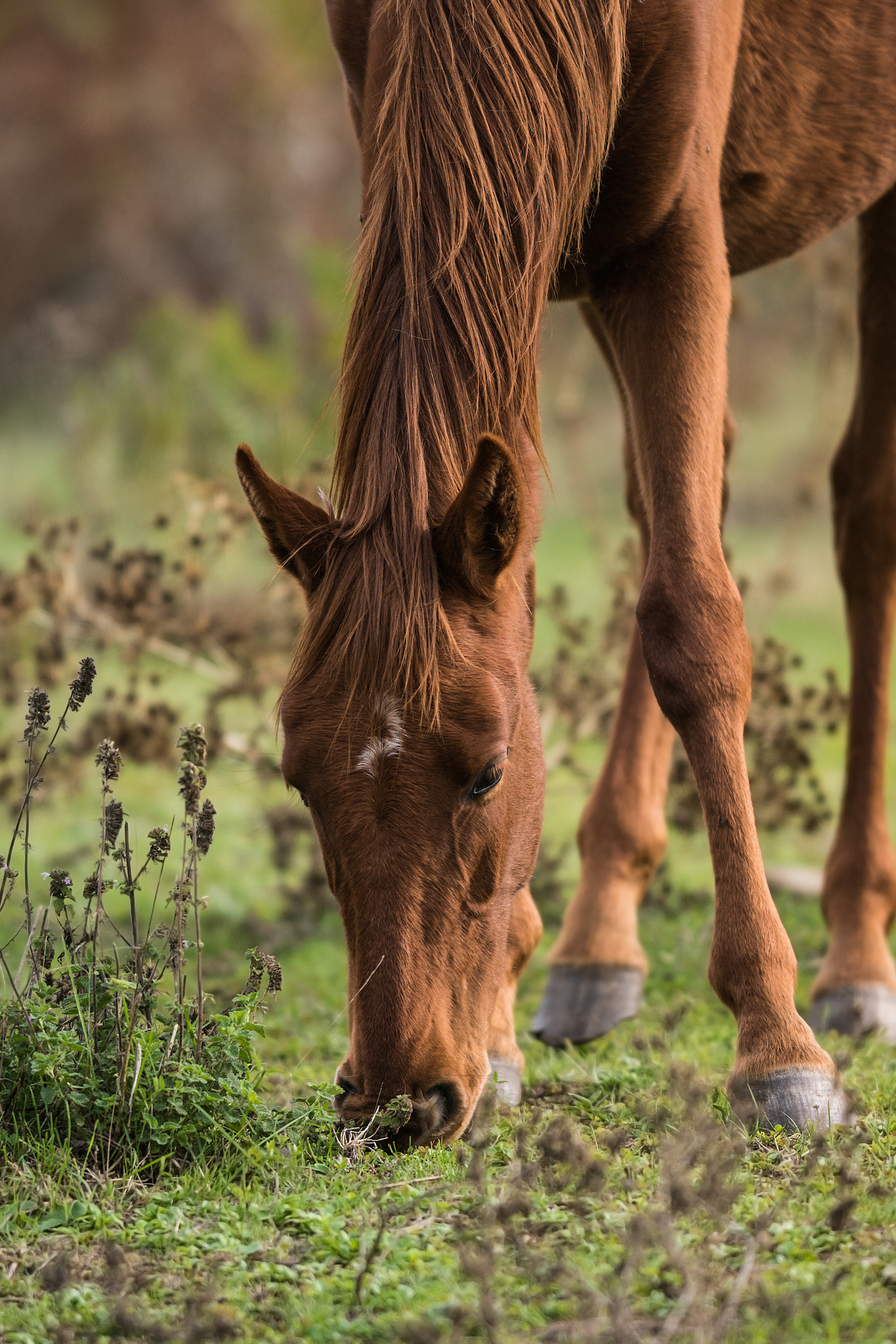 Sony ILCA-77M2 sample photo. Horse photography