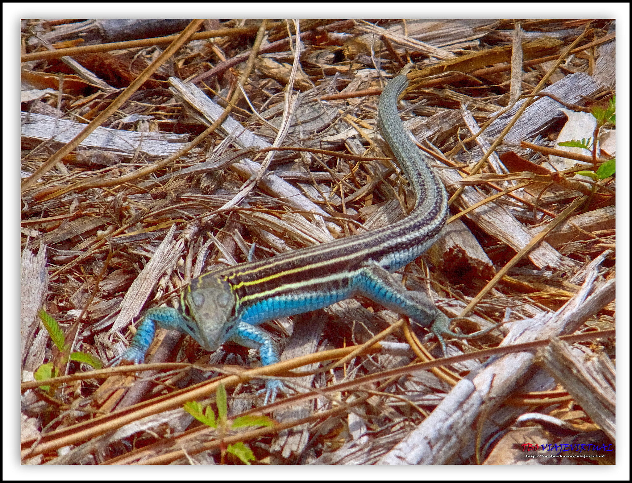 Fujifilm FinePix F850EXR sample photo. Six-lined race runned. aspidoscelis sexlineata. photography