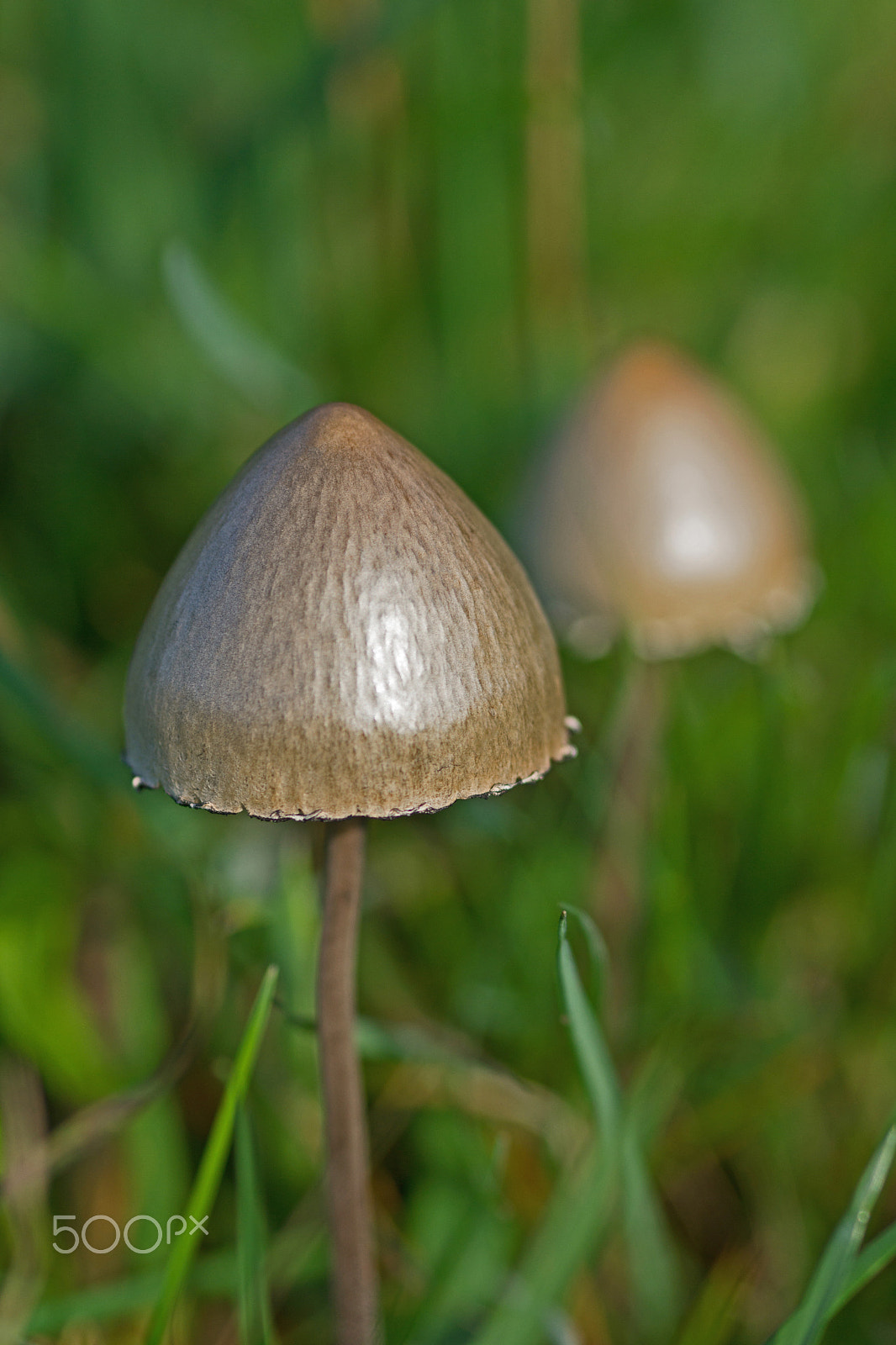 Sony SLT-A65 (SLT-A65V) sample photo. Mushroom photography