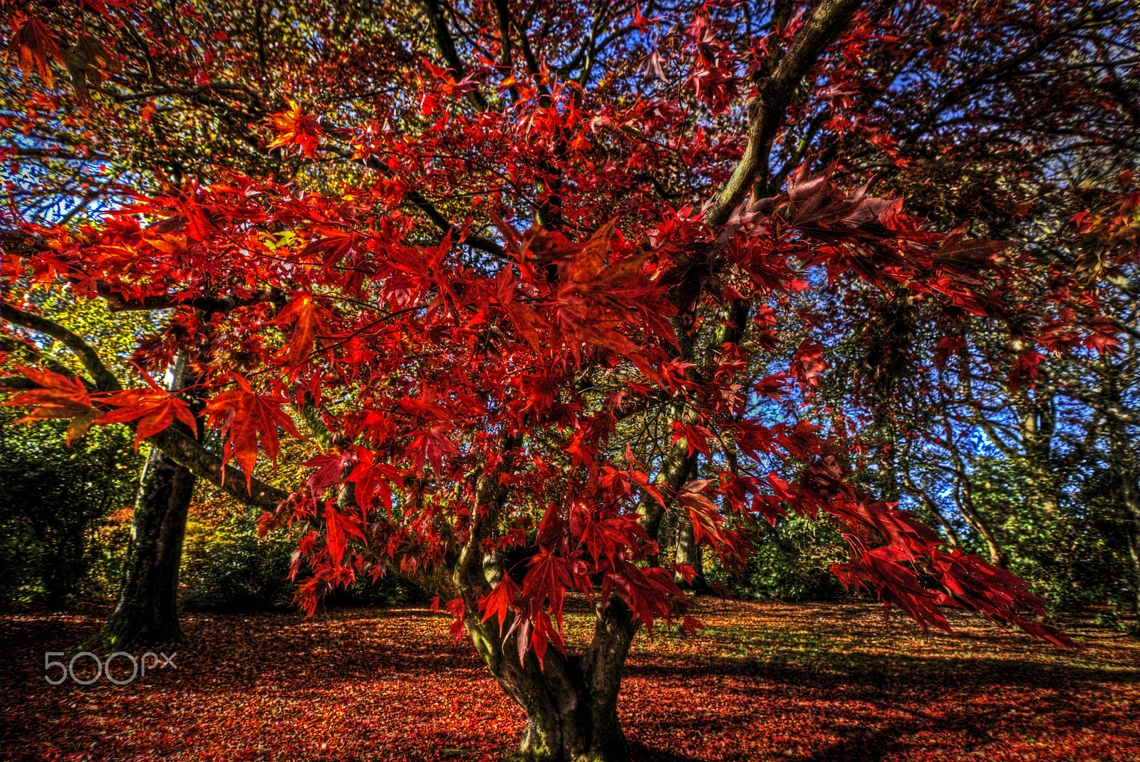 Sony SLT-A77 + 20mm F2.8 sample photo. Autumn tree photography