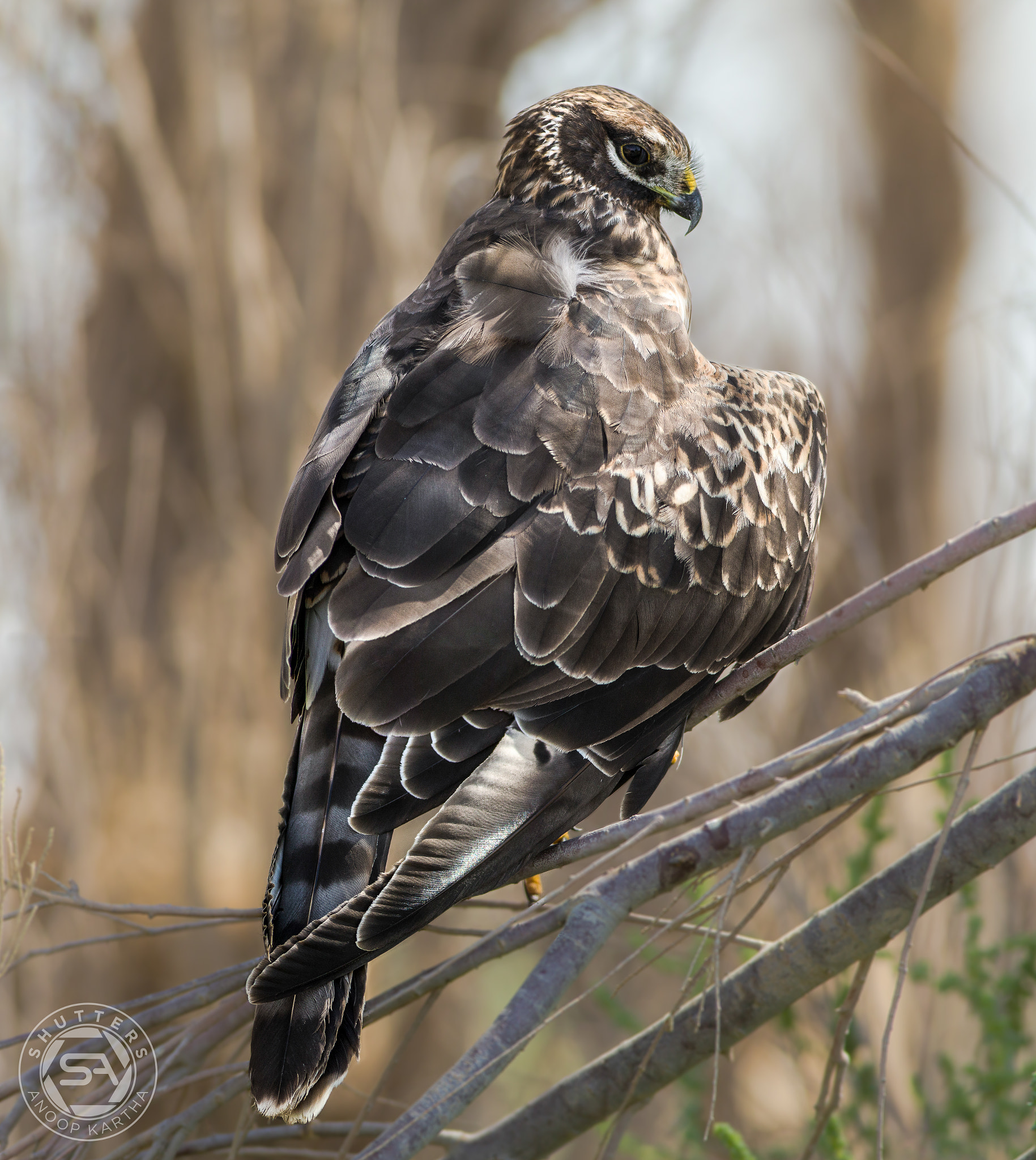 Canon EF 400mm F5.6L USM sample photo. Pallid harrier photography