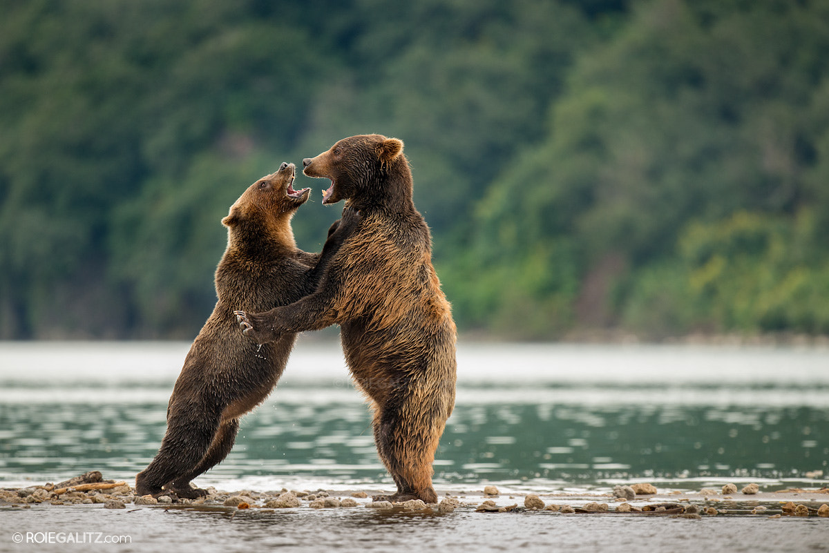 Nikon D800 + Nikon AF-S Nikkor 500mm F4G ED VR sample photo. Relationship photography