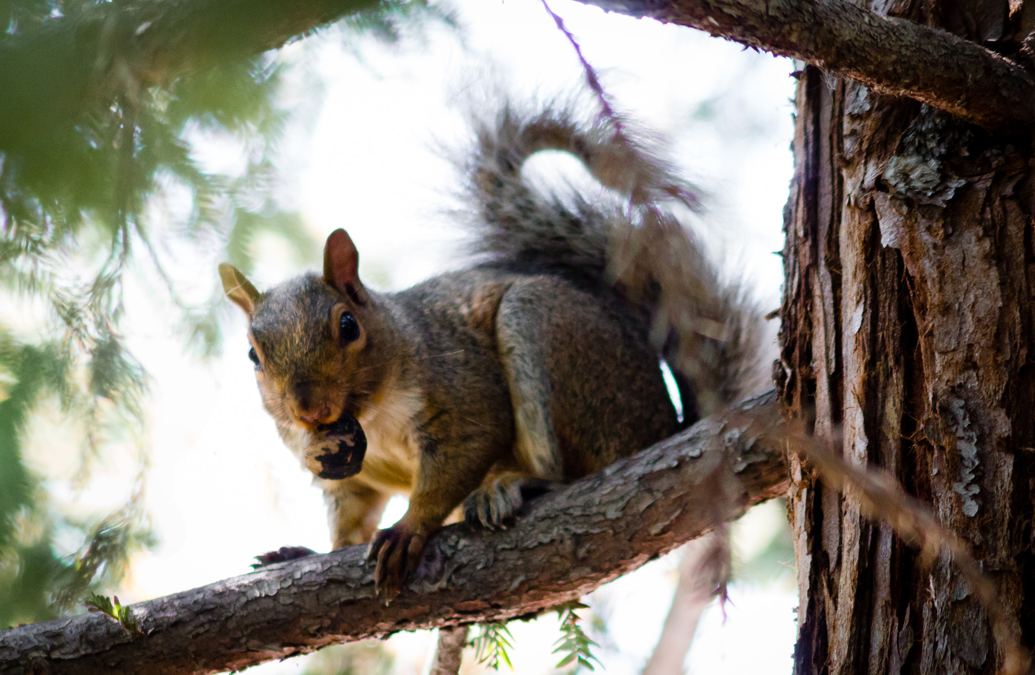 Canon EF 75-300mm F4.0-5.6 IS USM sample photo