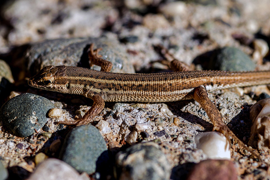 Pentax K20D + smc PENTAX-FA Macro 100mm F2.8 sample photo. Lizard photography