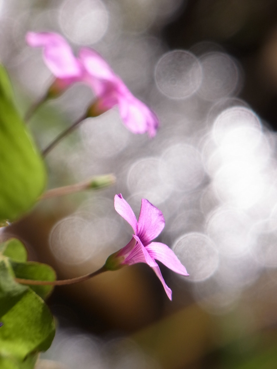 Ricoh CX5 sample photo. ムラサキカタバミ photography
