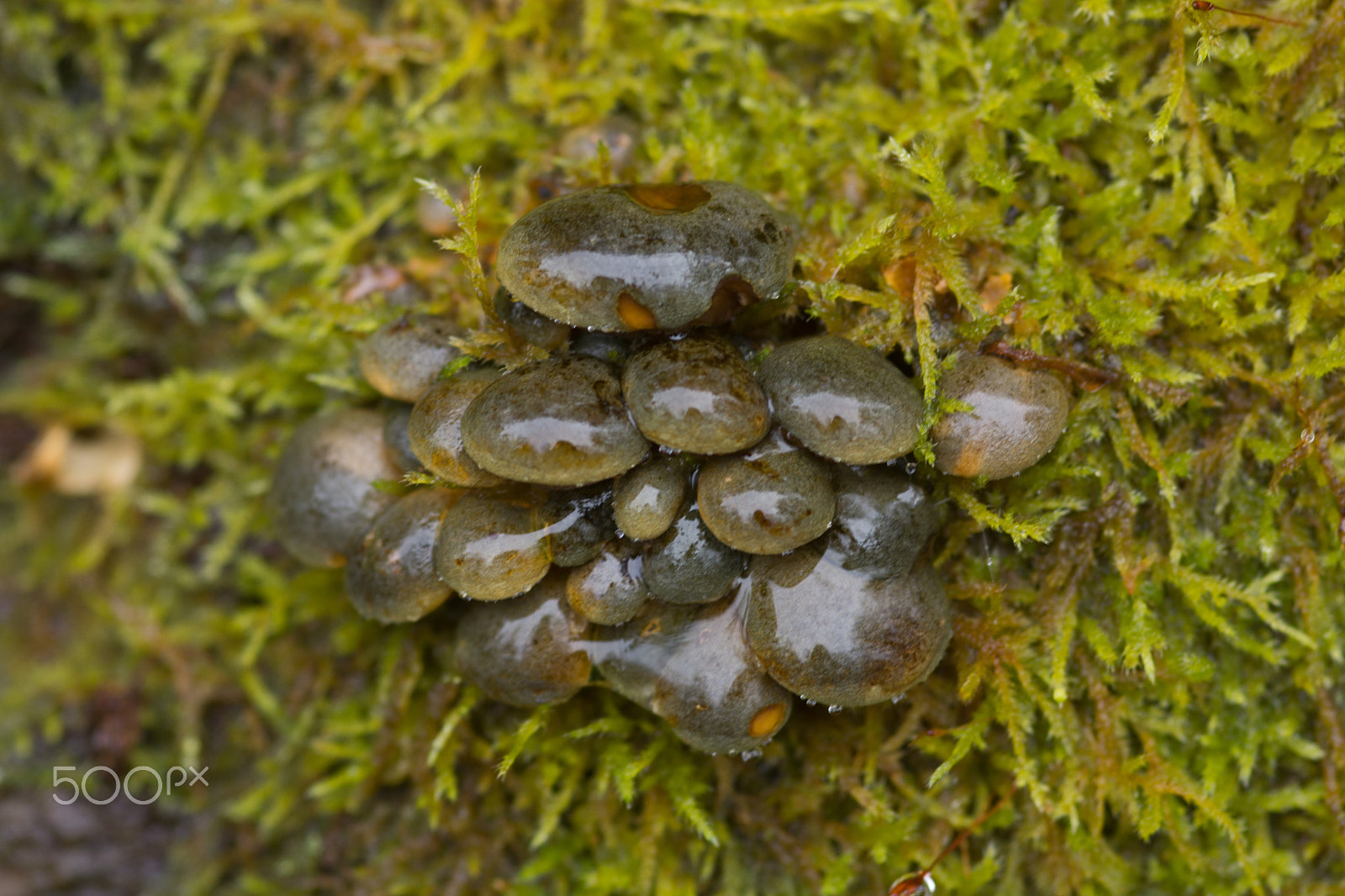 Sony SLT-A65 (SLT-A65V) sample photo. Mushrooms photography