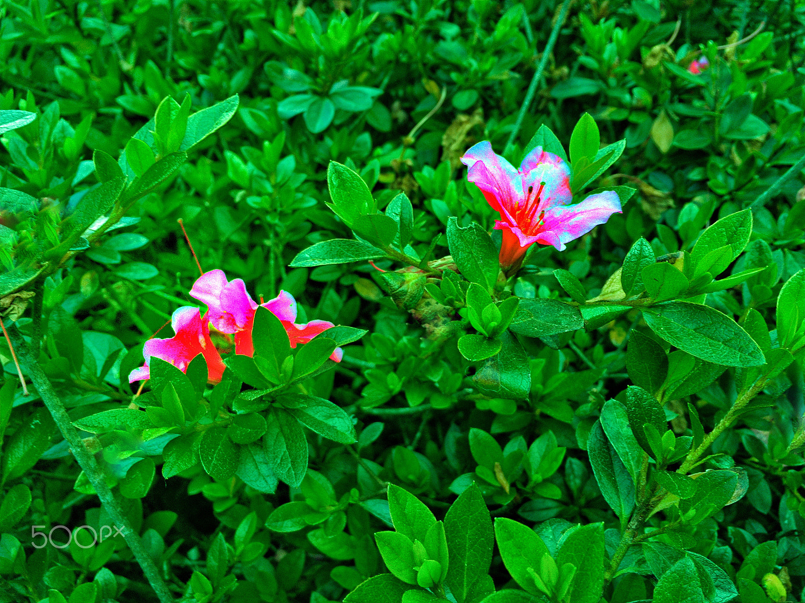 Moment SuperFish 15mm sample photo. Pink in the green photography