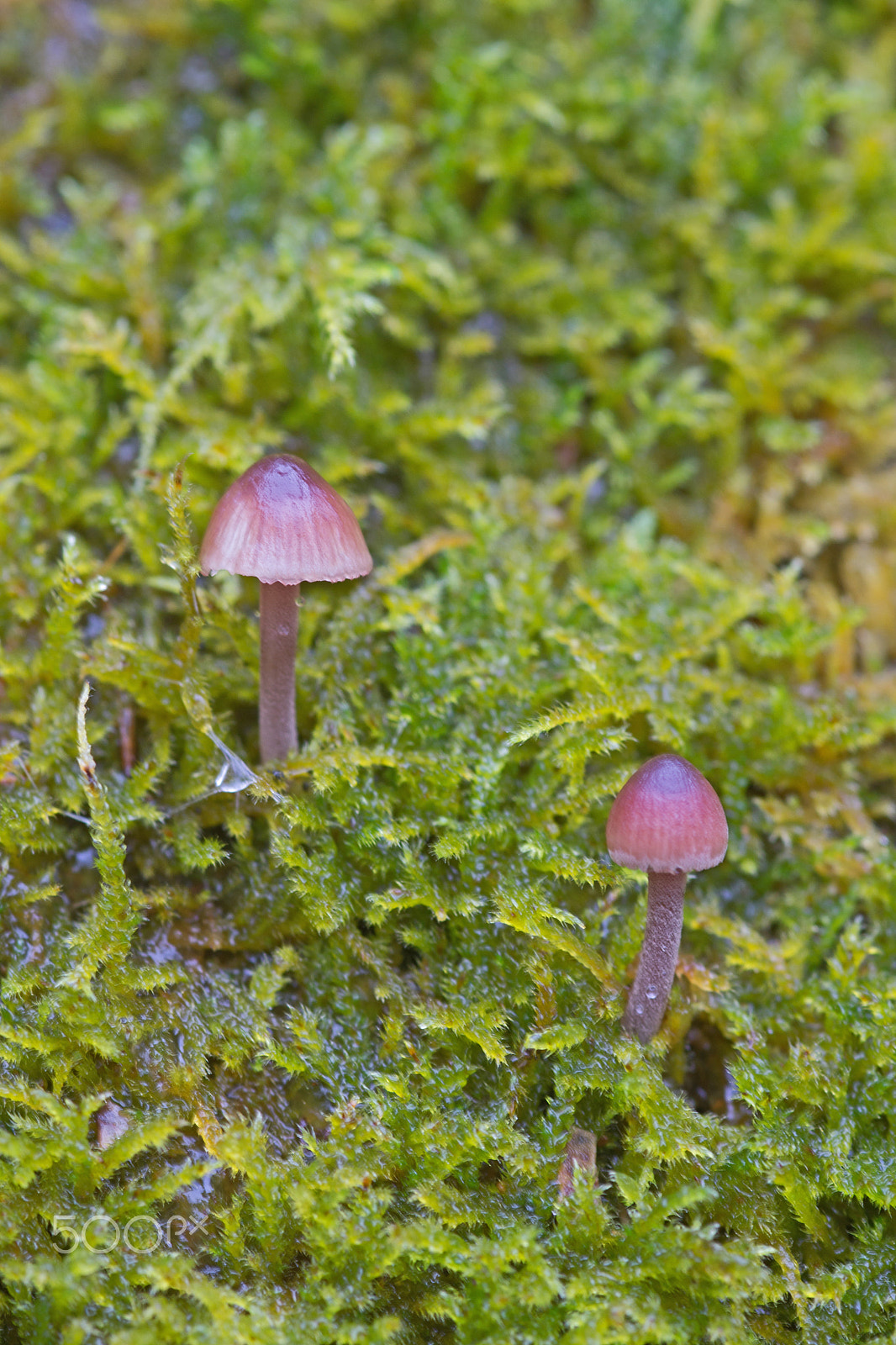 Sony SLT-A65 (SLT-A65V) sample photo. Mushroom photography