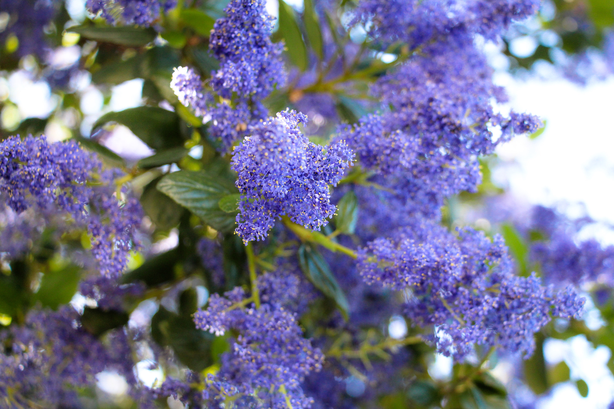 Canon EOS 700D (EOS Rebel T5i / EOS Kiss X7i) sample photo. Certain images evokes experiences and times in our lives... photography