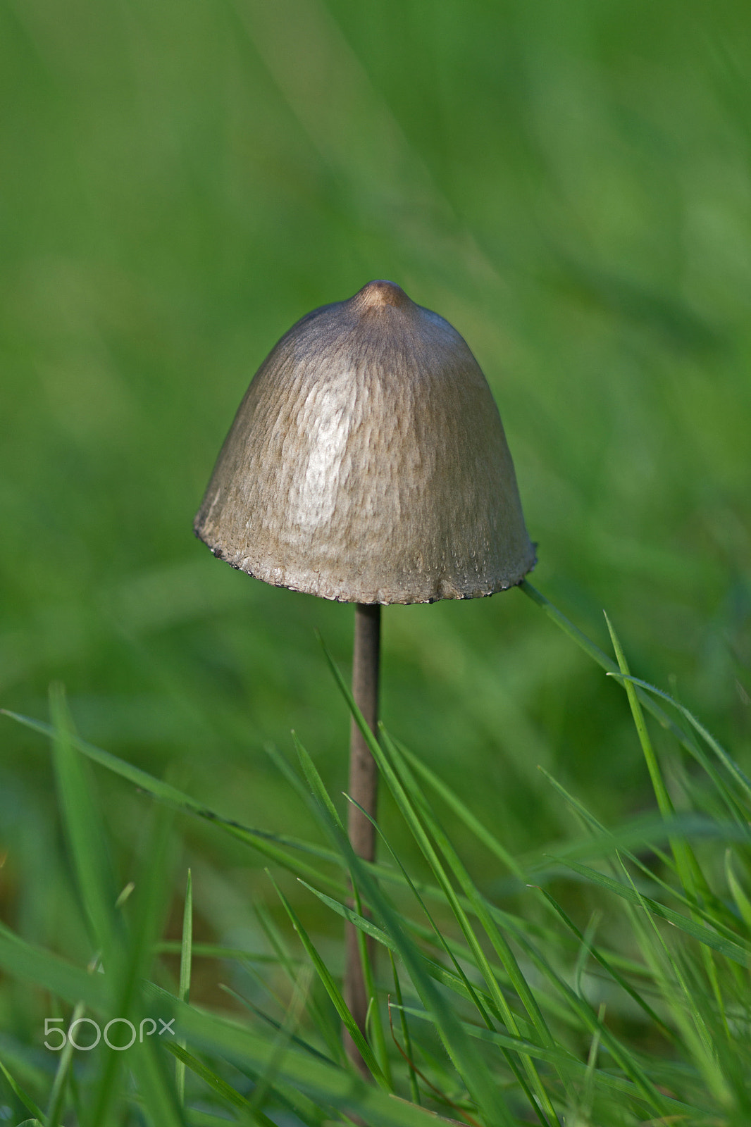 Sony SLT-A65 (SLT-A65V) sample photo. Mushroom photography