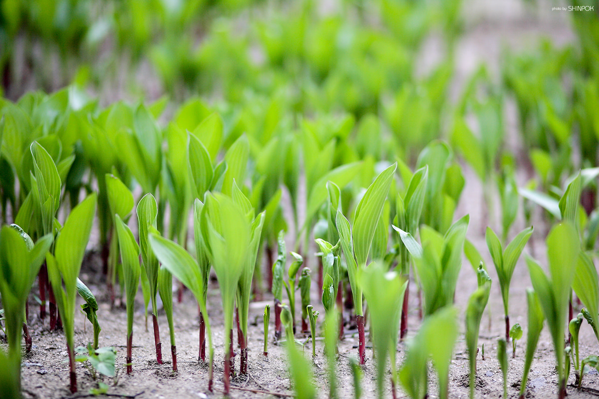 Canon EF 100mm F2.0 USM sample photo. Green photography