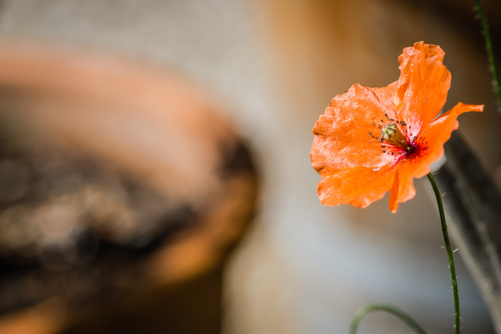 Sony a6000 + Sony FE 90mm F2.8 Macro G OSS sample photo. Autumnal poppy photography