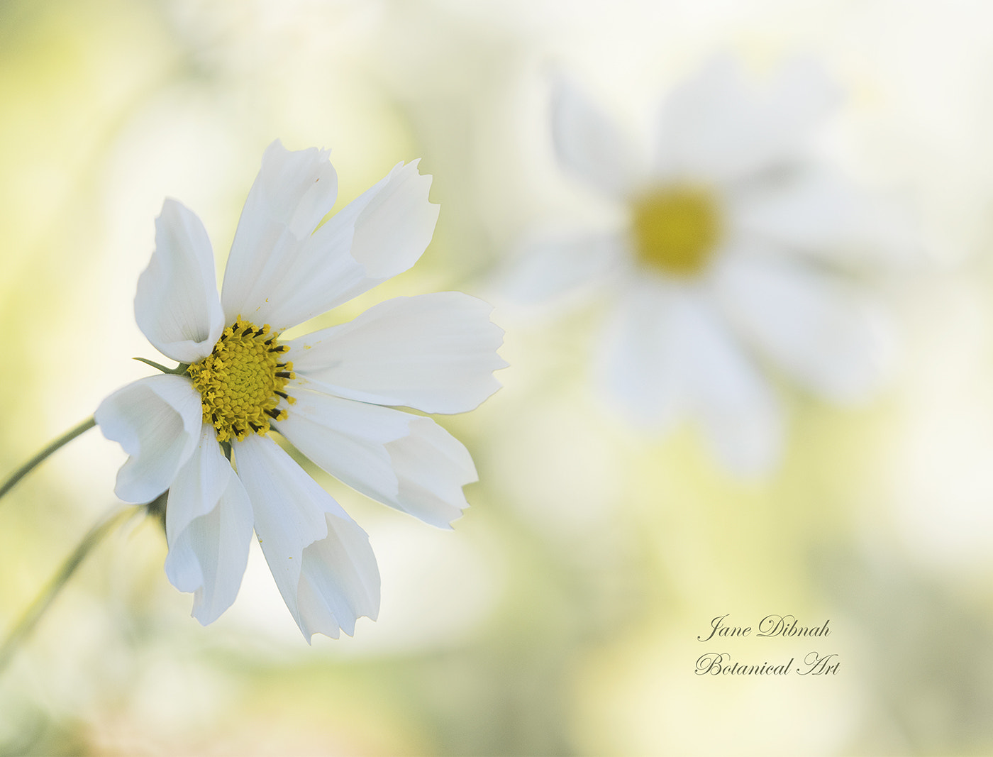 Canon EF 180mm F3.5L Macro USM sample photo. Last of summer.... photography