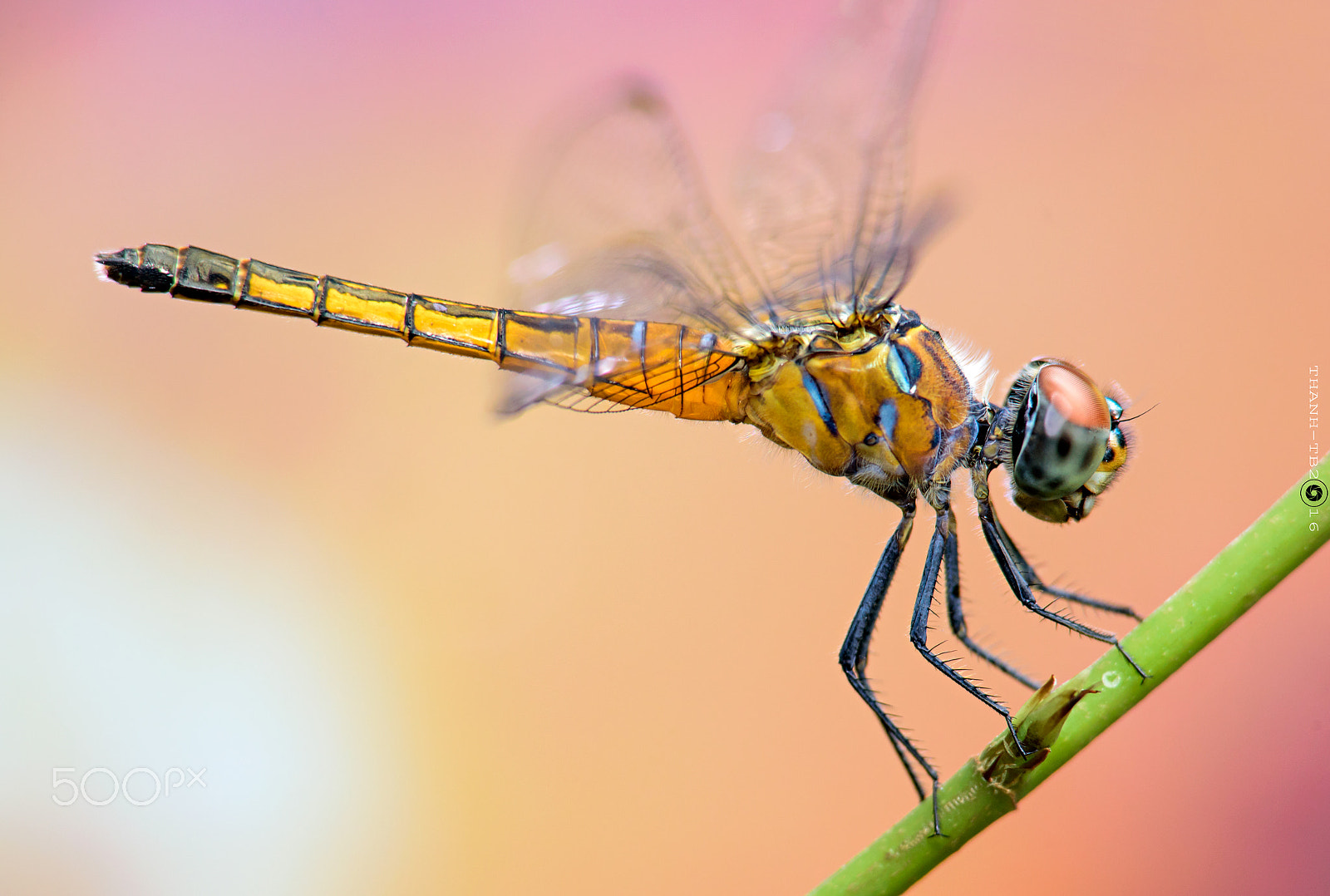 Nikon D750 + Nikon AF Nikkor 180mm F2.8D ED-IF sample photo. Tha photography