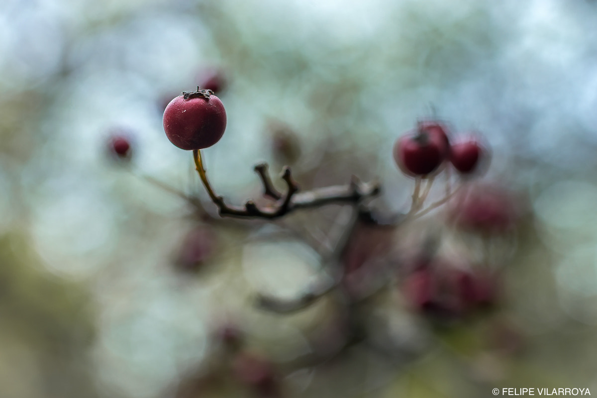 Nikon D7200 + Sigma 50mm F2.8 EX DG Macro sample photo. Crataegus monogyna photography