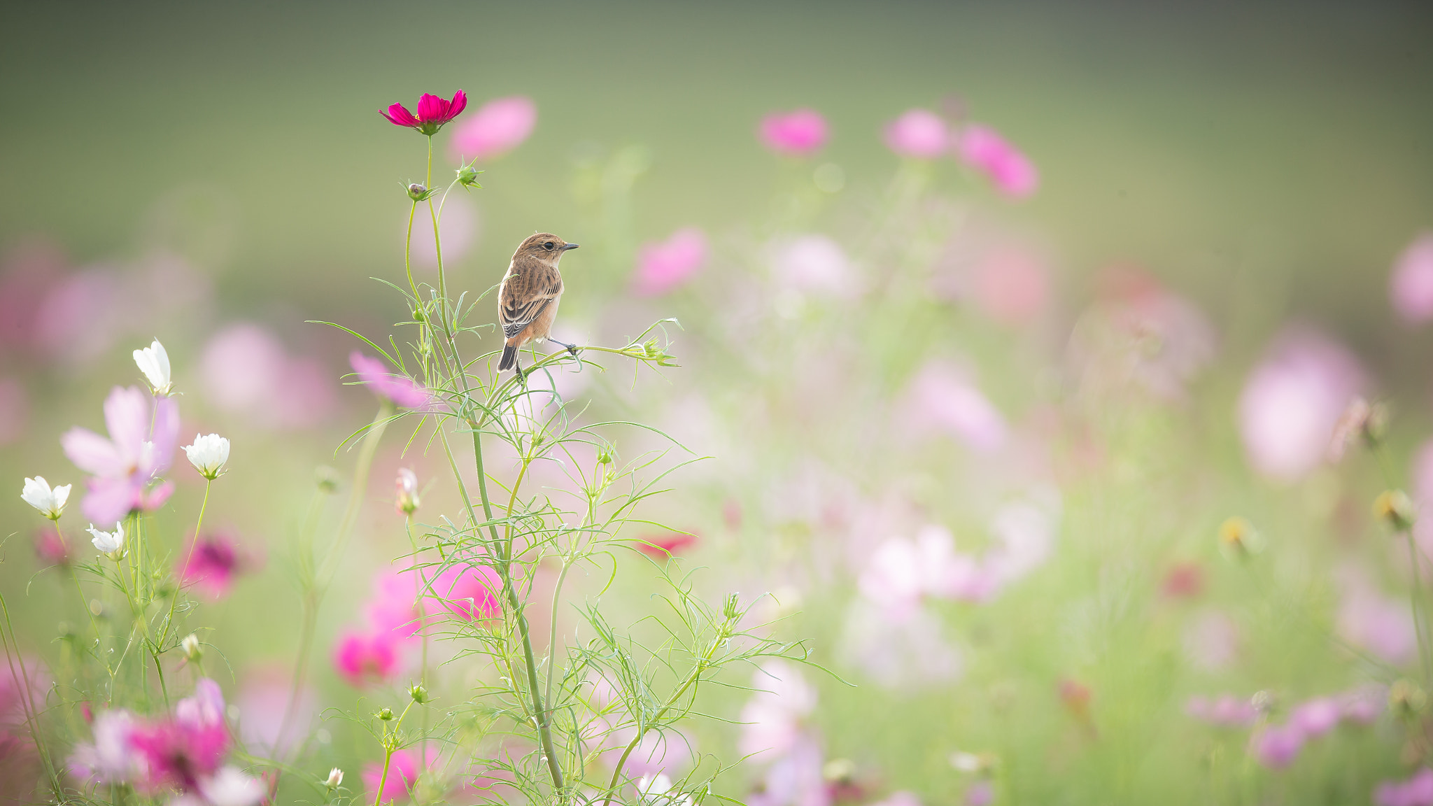 Canon EF 800mm F5.6L IS USM sample photo. コスノビ photography