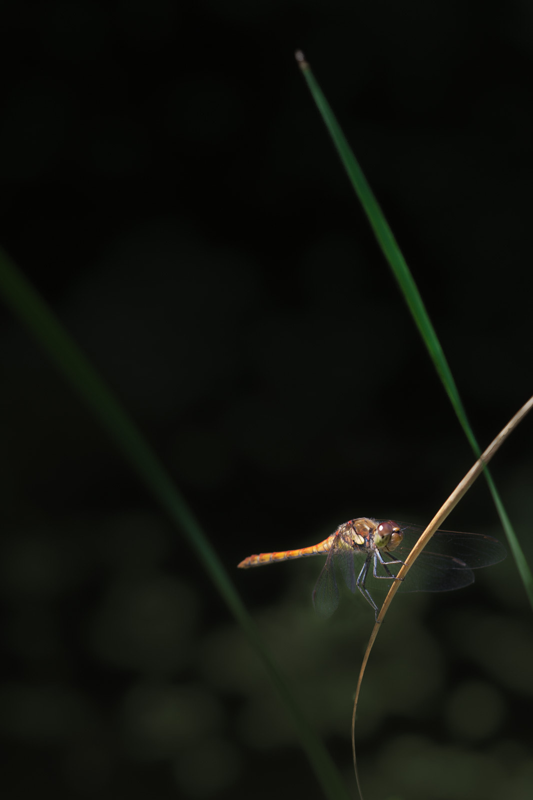 Sony a6000 + Sony FE 90mm F2.8 Macro G OSS sample photo. Dragons landing photography
