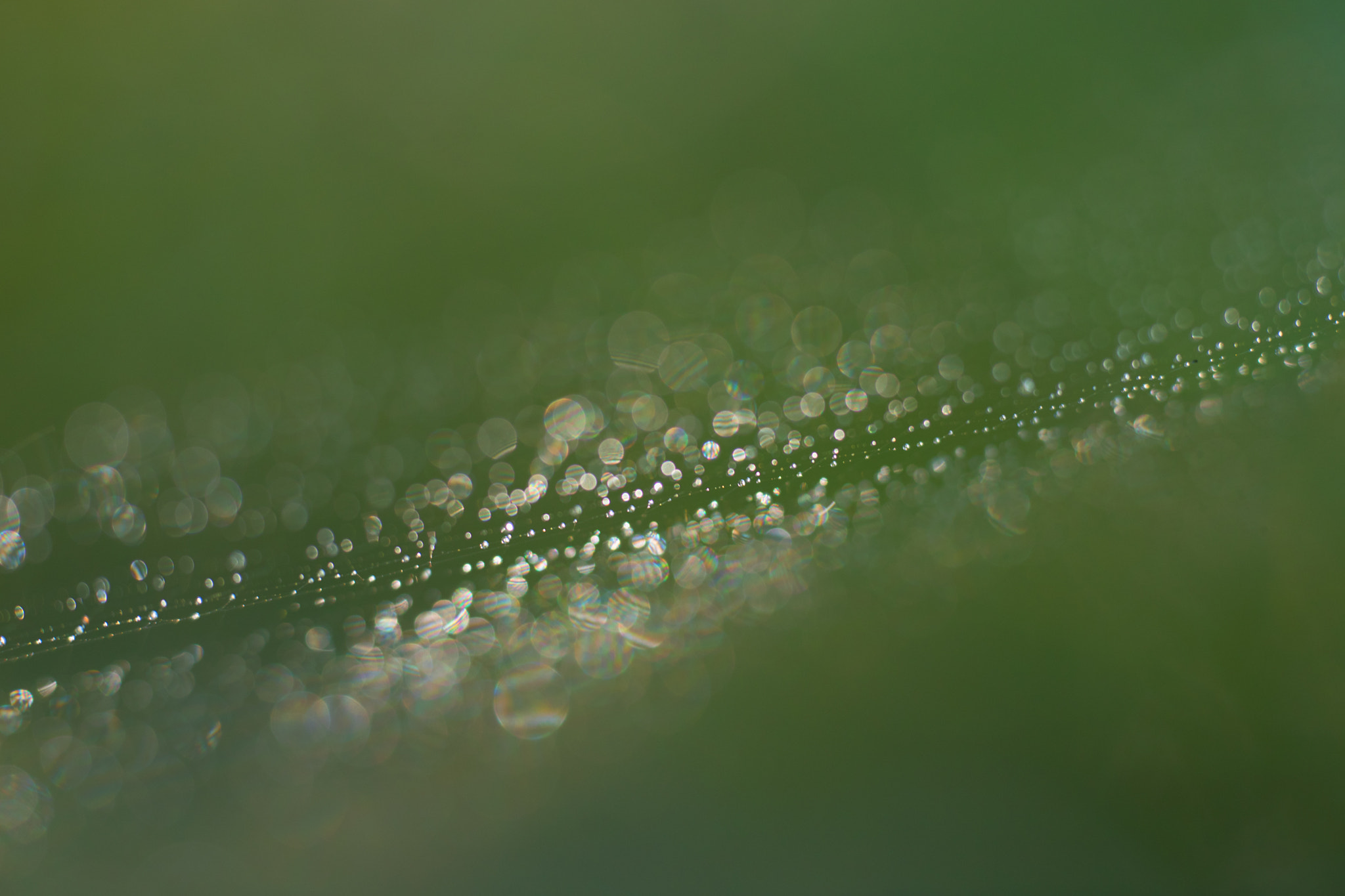 Sigma APO Macro 180mm F2.8 EX DG OS HSM sample photo. Drop photography