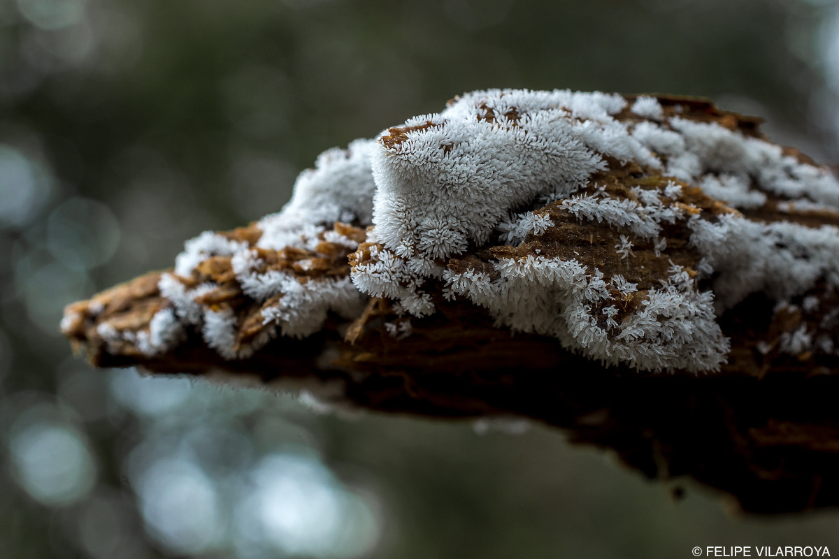 Nikon D7200 + Sigma 50mm F2.8 EX DG Macro sample photo. Cabeza de ganso photography