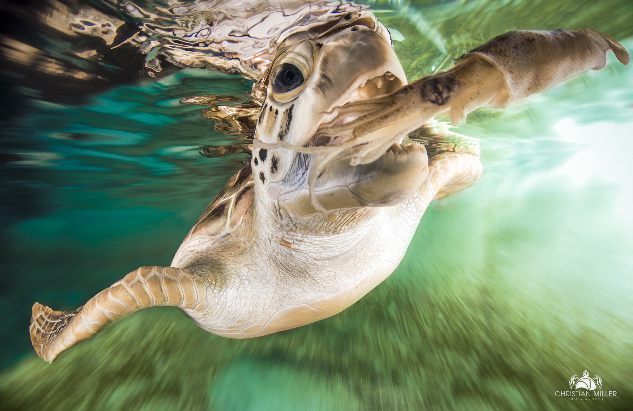 Tokina AT-X 10-17mm F3.5-4.5 DX Fisheye sample photo. Squid for lunch! photography