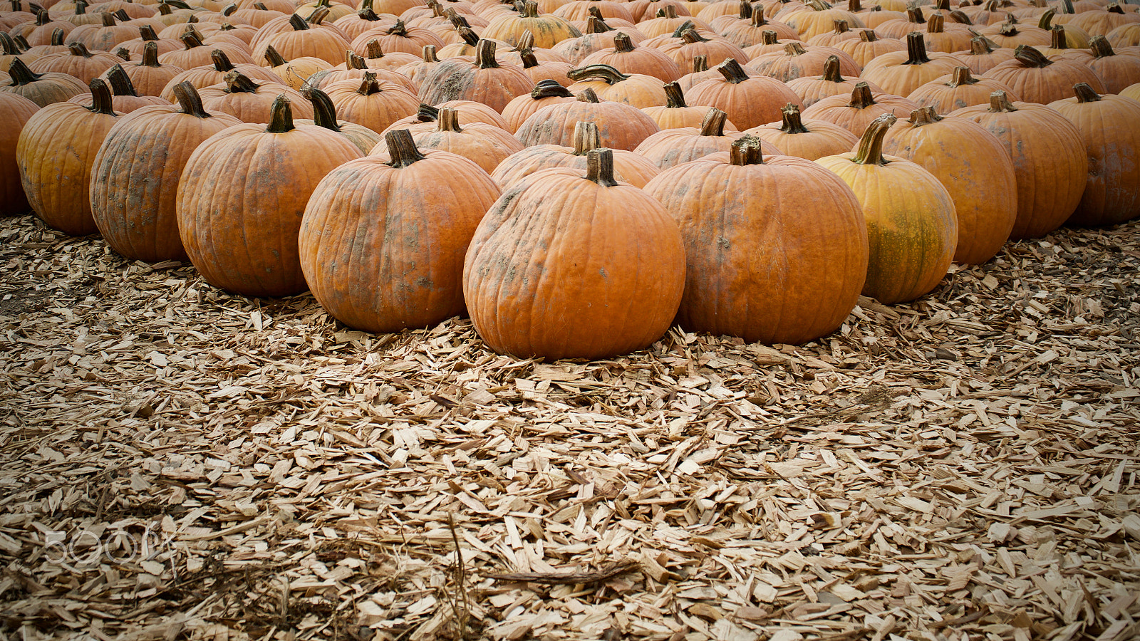 Sony E PZ 18-105mm F4 G OSS sample photo. Pumpkin patch 2 photography