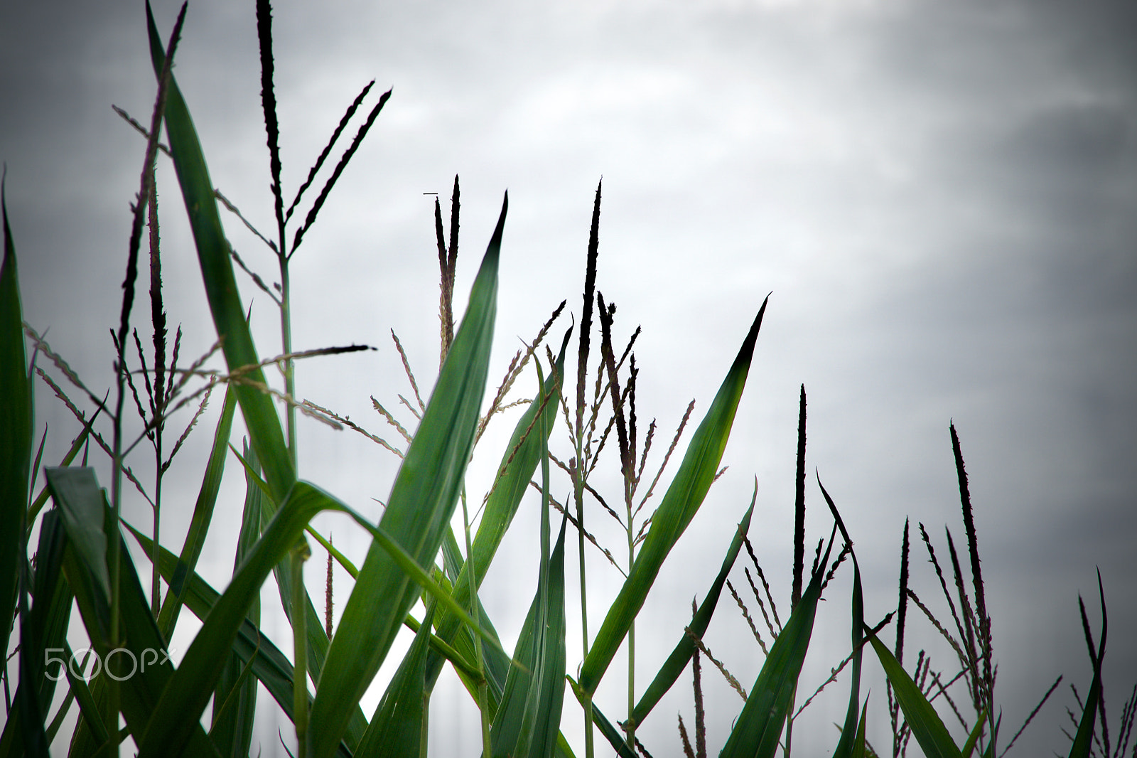 Sony E PZ 18-105mm F4 G OSS sample photo. Lost in corn. photography