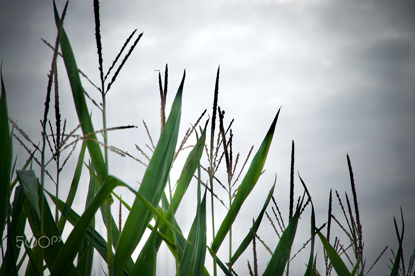 Sony a6000 + Sony E PZ 18-105mm F4 G OSS sample photo. Lost in corn. photography