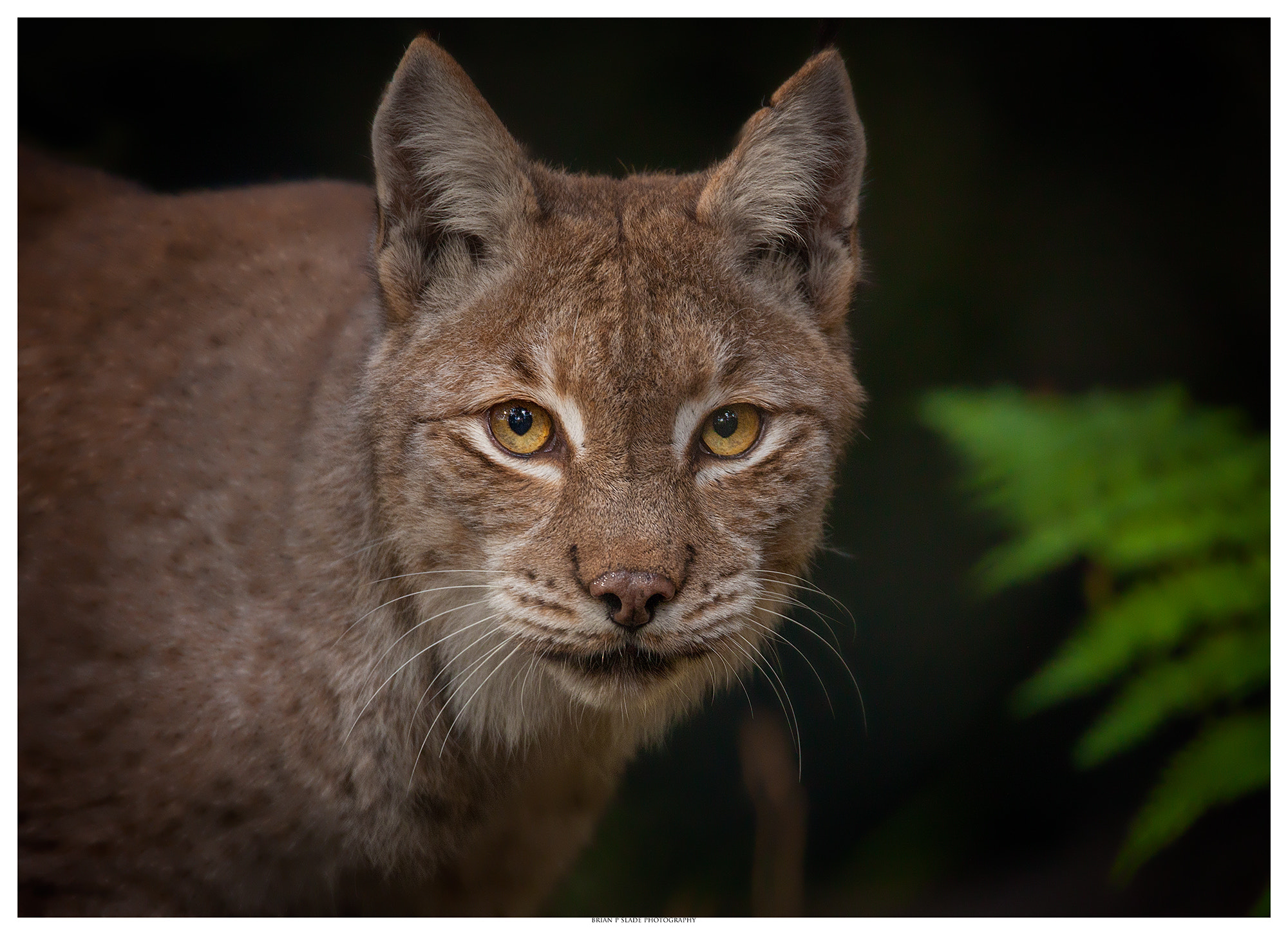 Sigma 150-600mm F5-6.3 DG OS HSM | C sample photo. Eurasian/european lynx photography