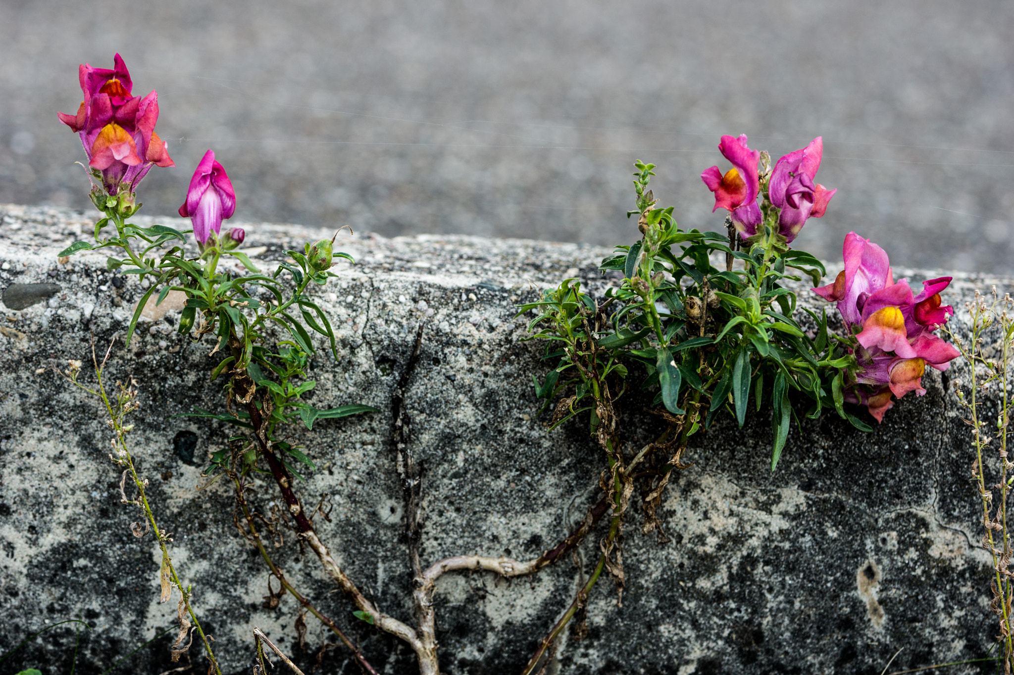 Sony Alpha NEX-7 + 90mm F2.8 Macro G OSS sample photo. Nature finds its way. photography