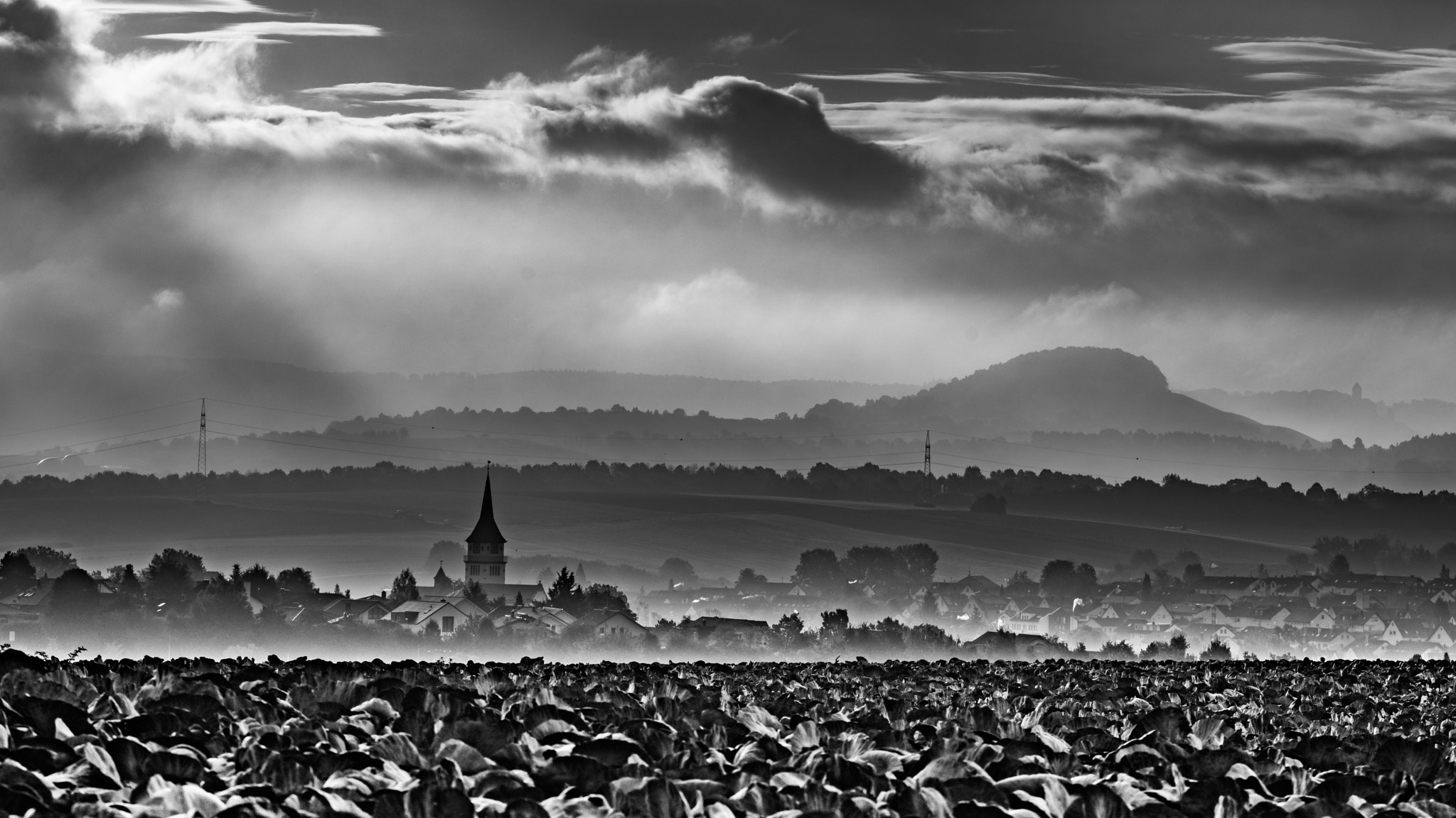 150mm F2.8 sample photo. Dawn near cabbage b&w photography