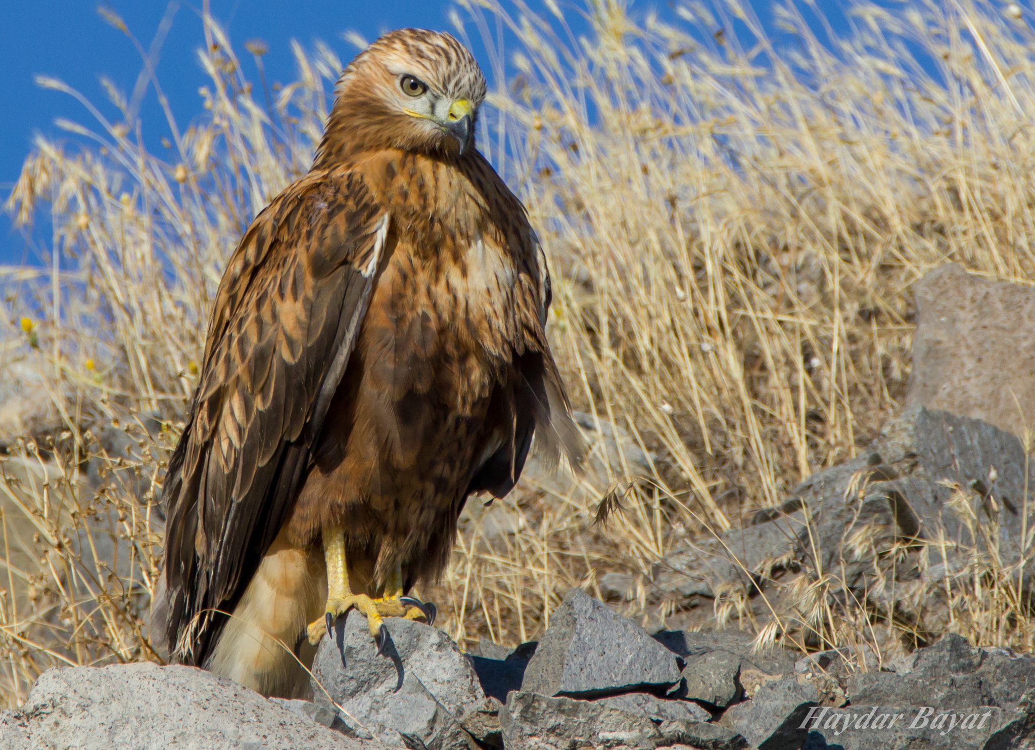 Tamron SP 150-600mm F5-6.3 Di VC USD sample photo. Kızıl Şahin photography