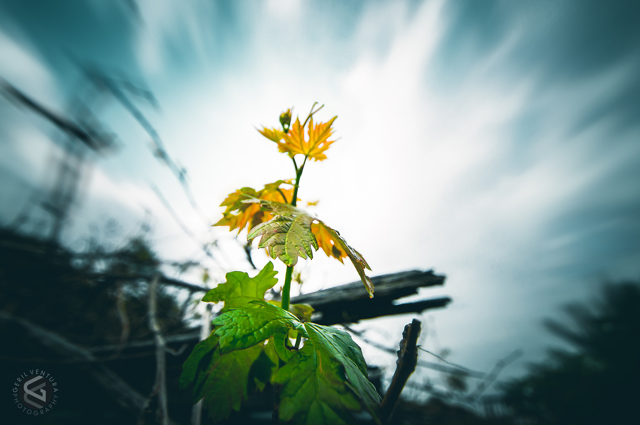 Nikon D300 sample photo. Oman landscape photography