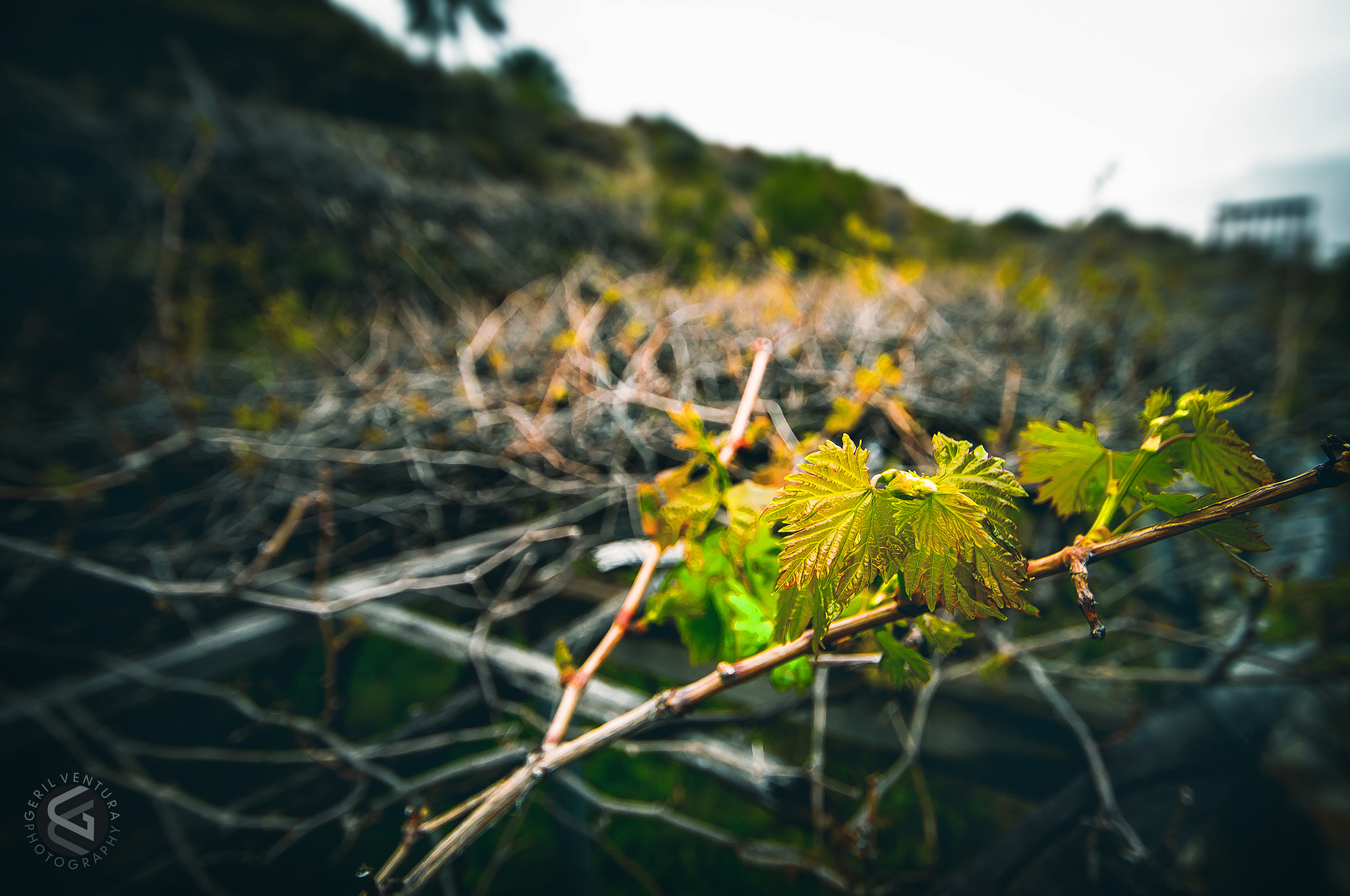 Nikon D300 sample photo. Oman landscape photography