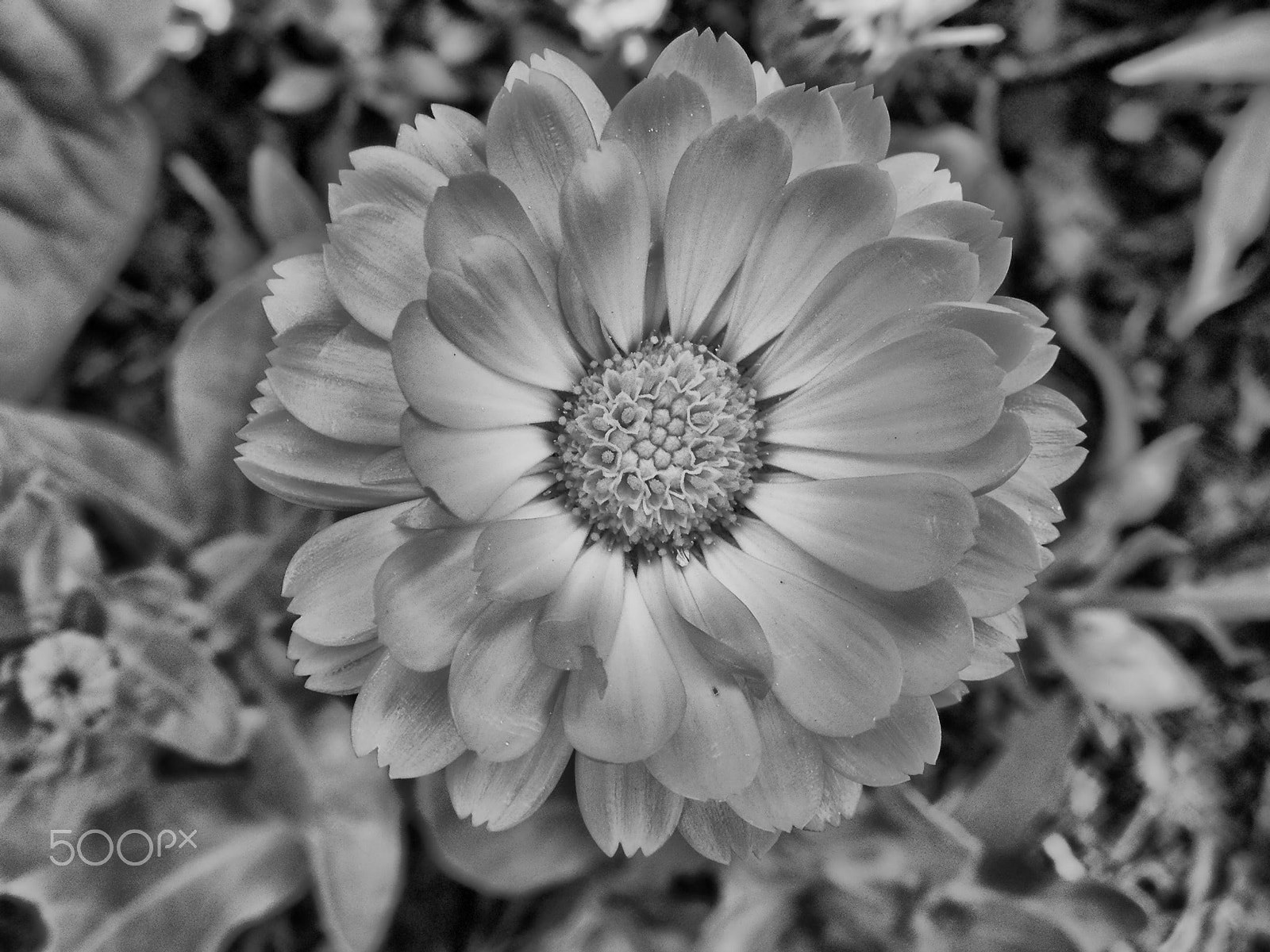 Nikon COOLPIX S4 sample photo. Calendula photography