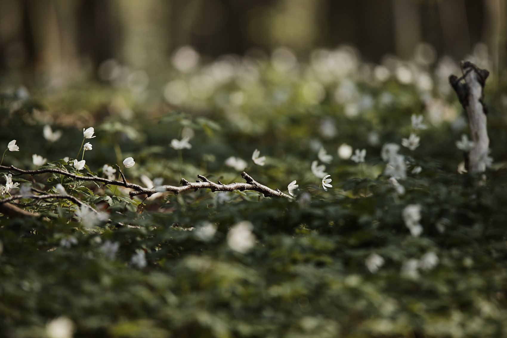 Tamron SP 150-600mm F5-6.3 Di VC USD sample photo. Spring forest photography
