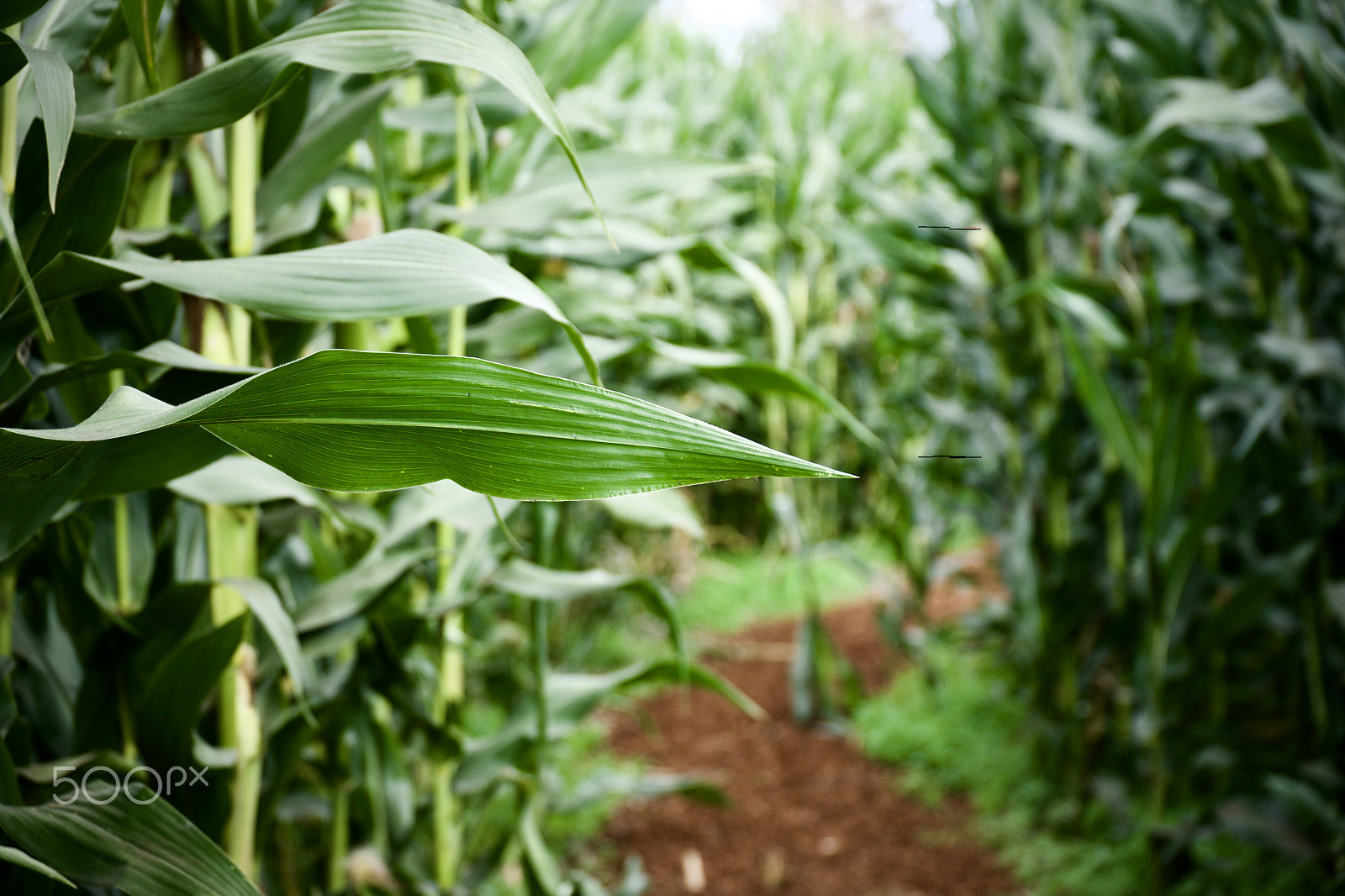 Sony E PZ 18-105mm F4 G OSS sample photo. Lost in corn 2 photography