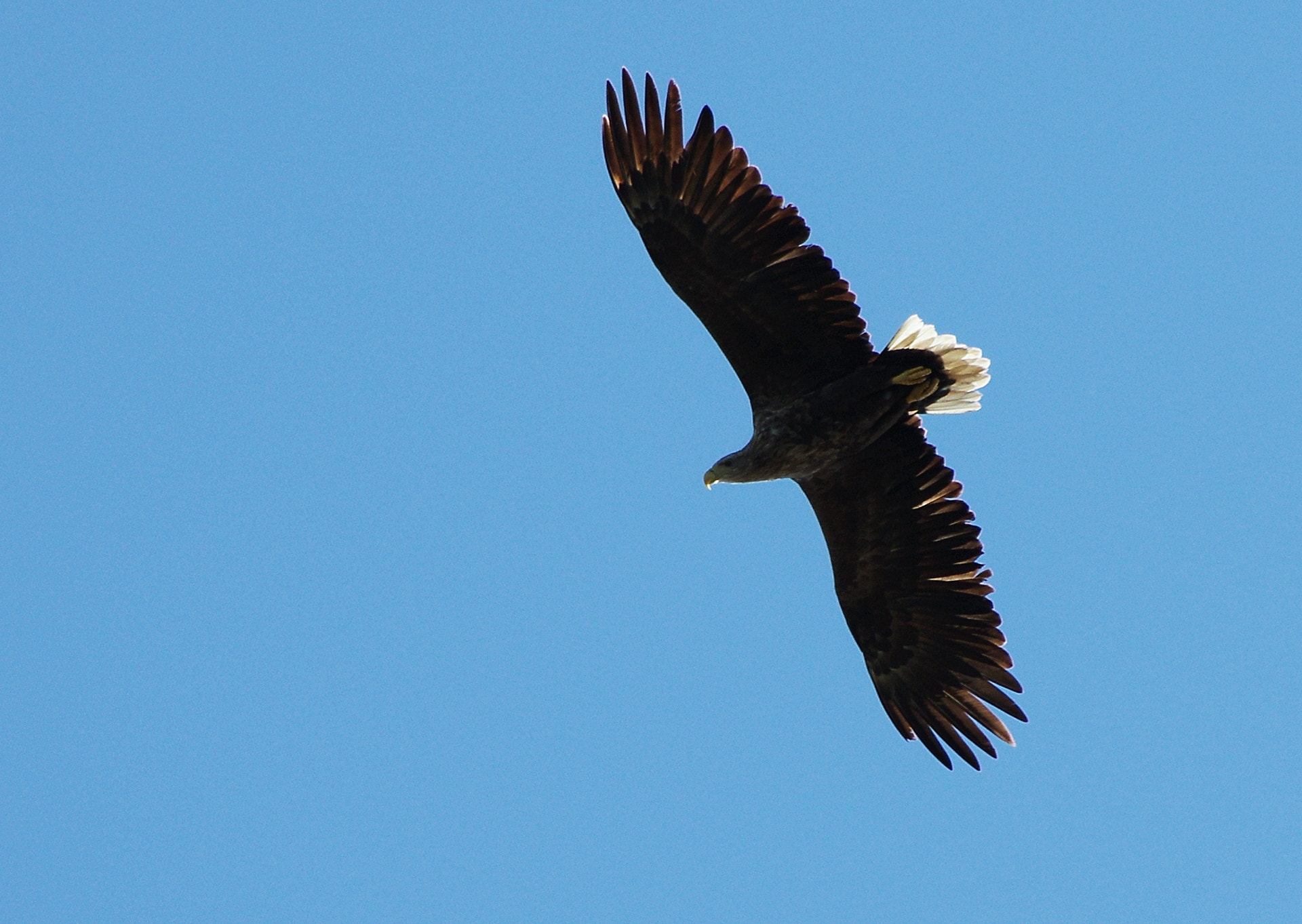 Pentax K-5 II sample photo. White-tailed photography