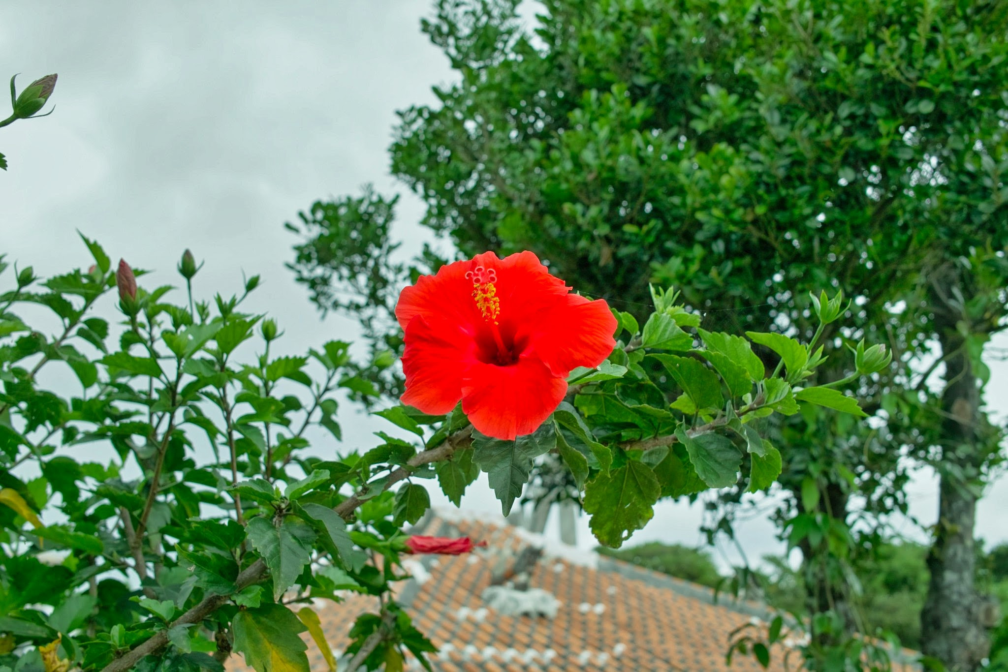 Sigma DP2x sample photo. Red and green photography