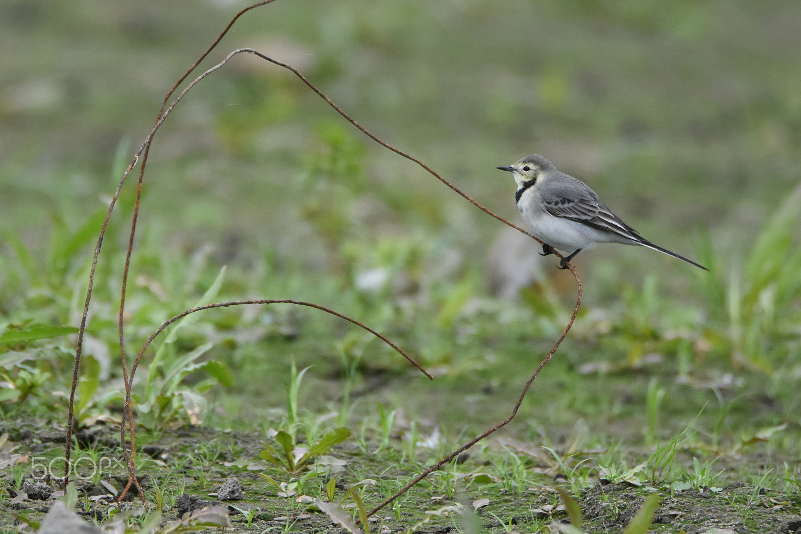 Tamron SP 150-600mm F5-6.3 Di VC USD sample photo. A wired wagtail photography
