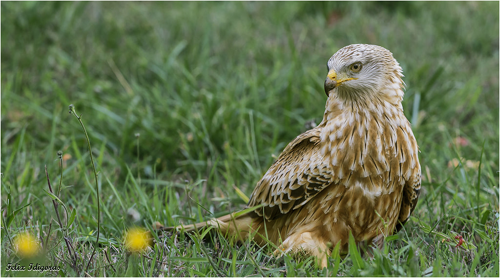 Canon EOS-1D X + Canon EF 300mm F2.8L IS II USM sample photo. Milano real photography