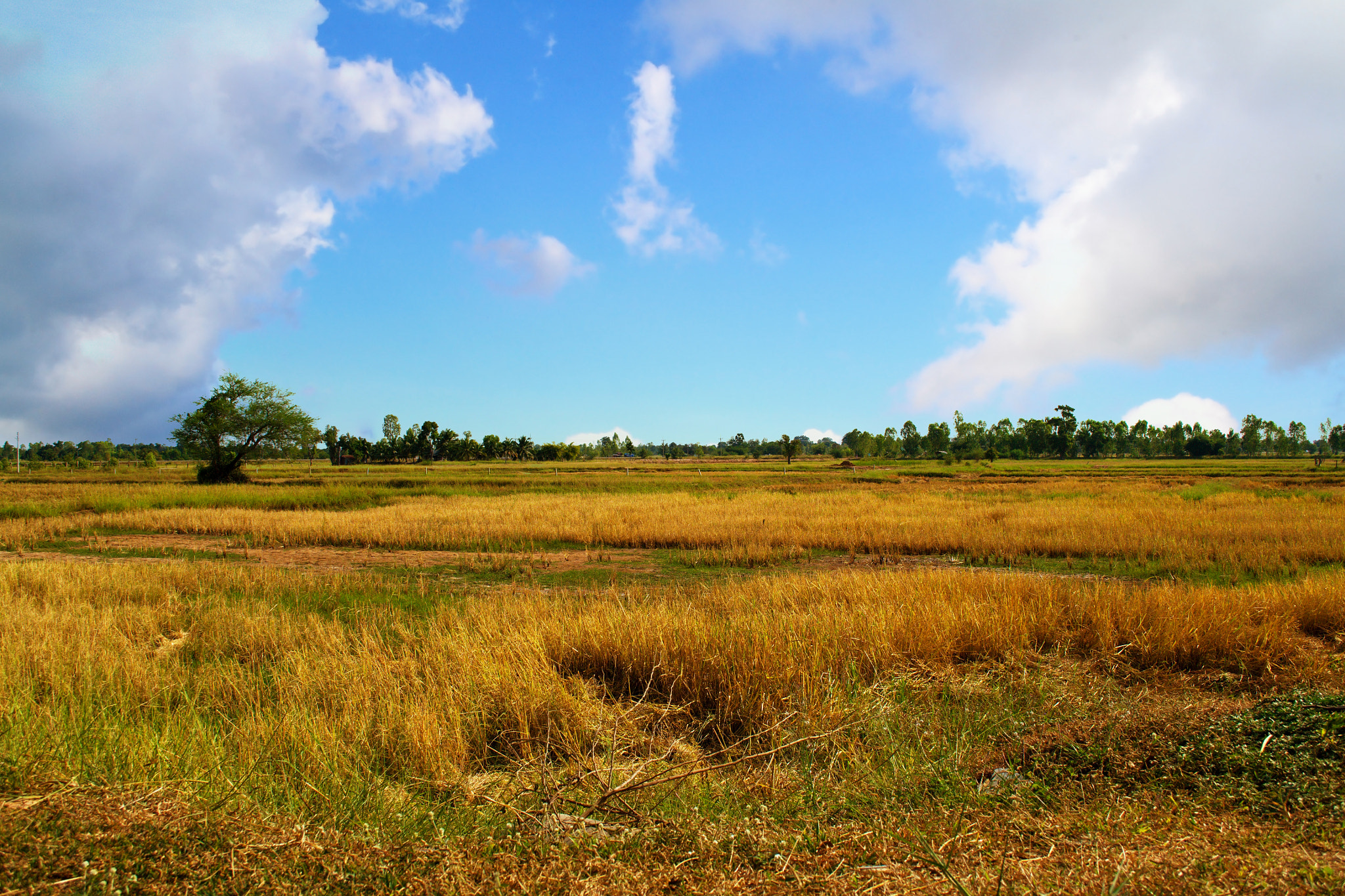 Nikon D3100 + 18.00 - 55.00 mm f/3.5 - 5.6 sample photo. Wide cornfield in blue sky photography