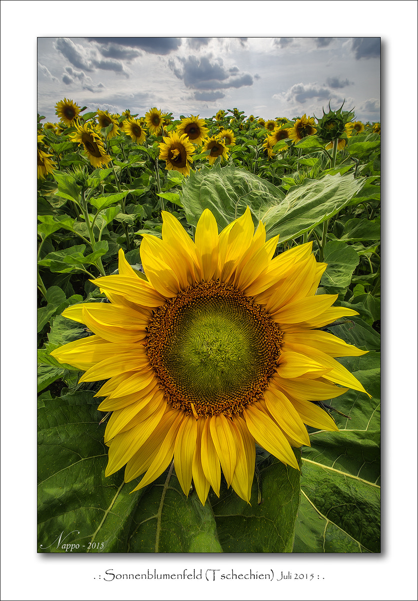 Pentax K-5 + Tamron SP AF 10-24mm F3.5-4.5 Di II LD Aspherical (IF) sample photo. 161010 sunflower photography