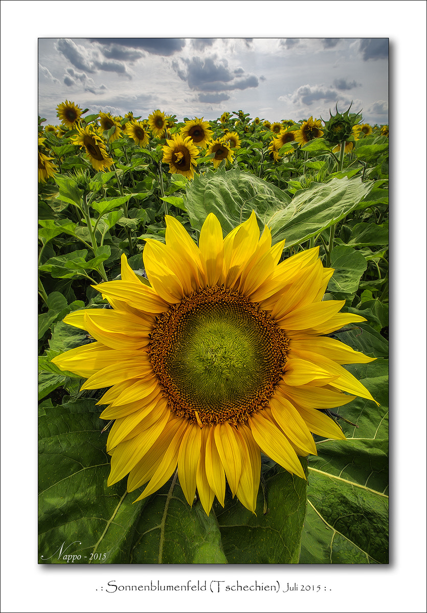 Pentax K-5 sample photo. 161010 sunflower photography