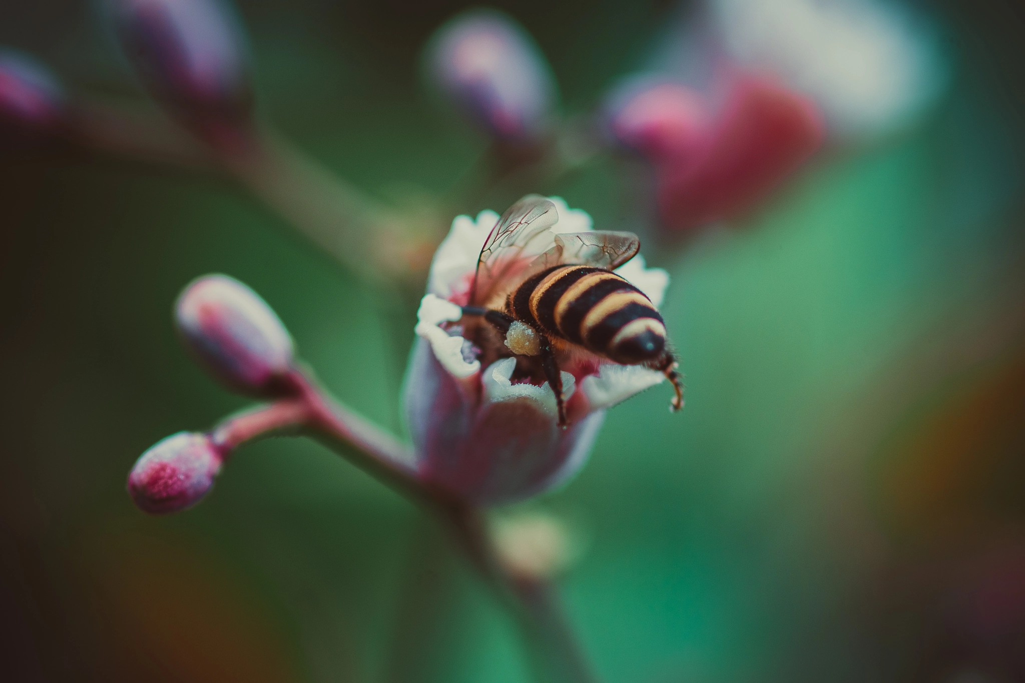 Sony SLT-A77 + Minolta AF 100mm F2.8 Macro [New] sample photo. Dsc photography
